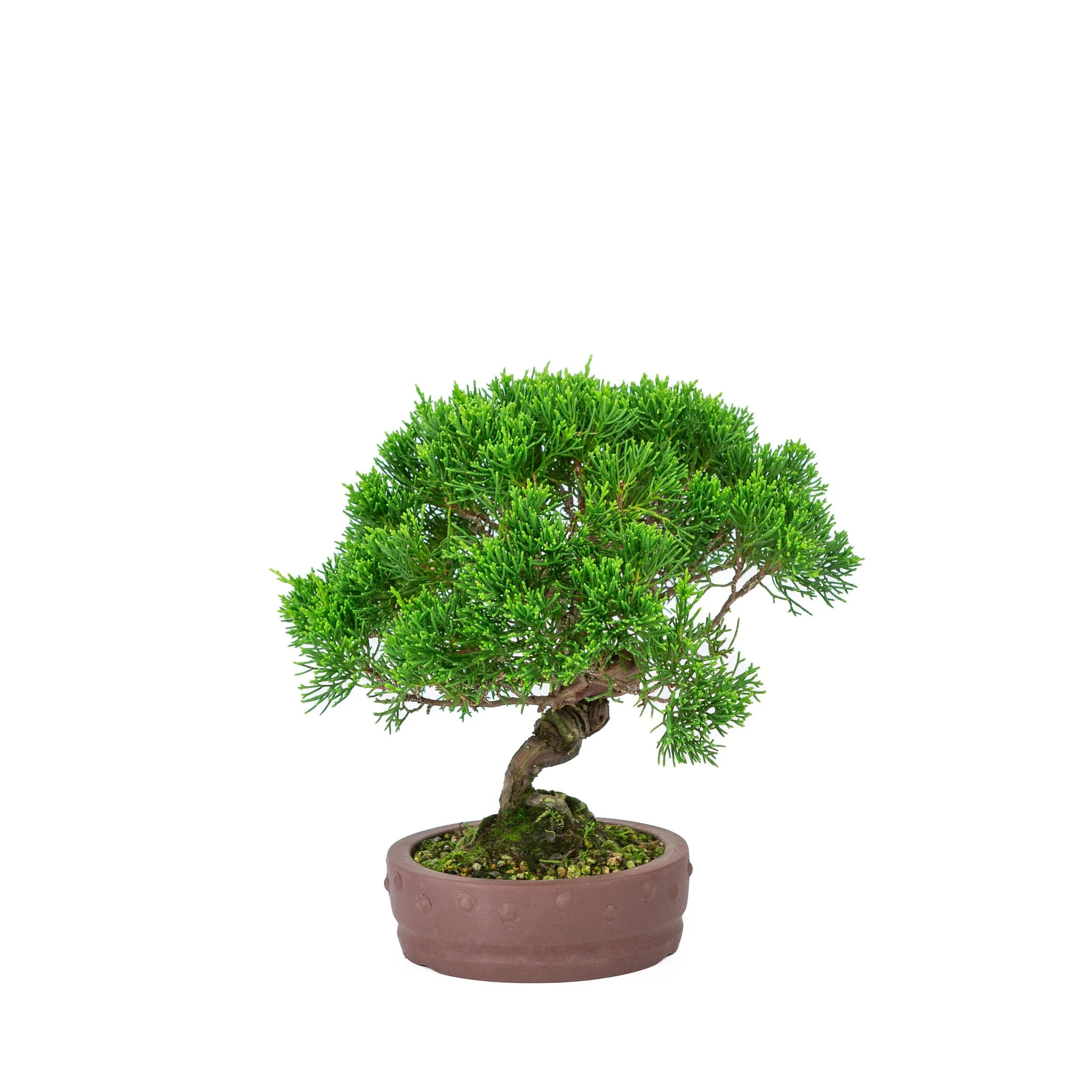 Juniperus chinensis 'Itoigawa' ongeglazuurde pot 14cm, hoogte ~27cm - Image 3