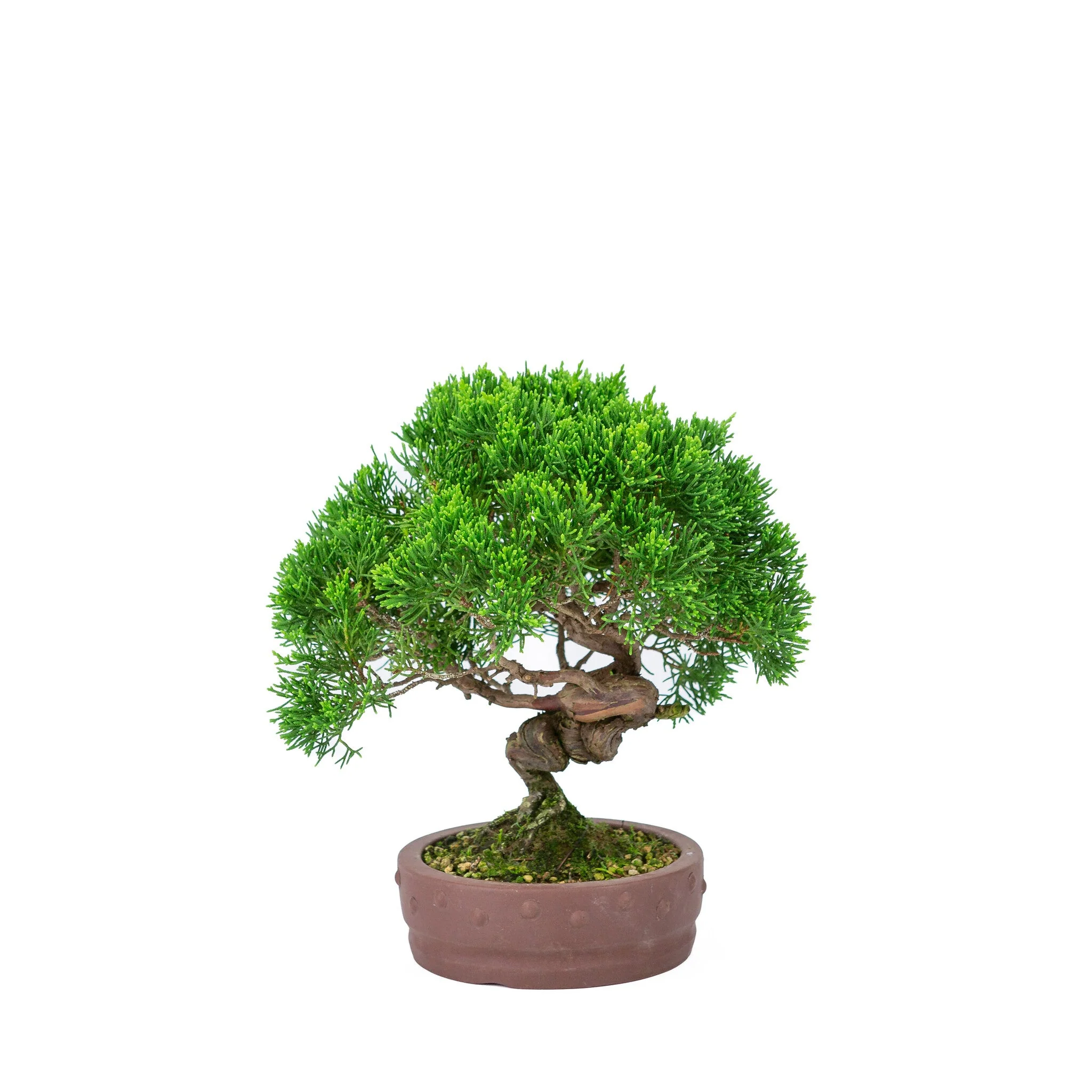 Juniperus chinensis 'Itoigawa' ongeglazuurde pot 14cm, hoogte ~27cm - Image 4