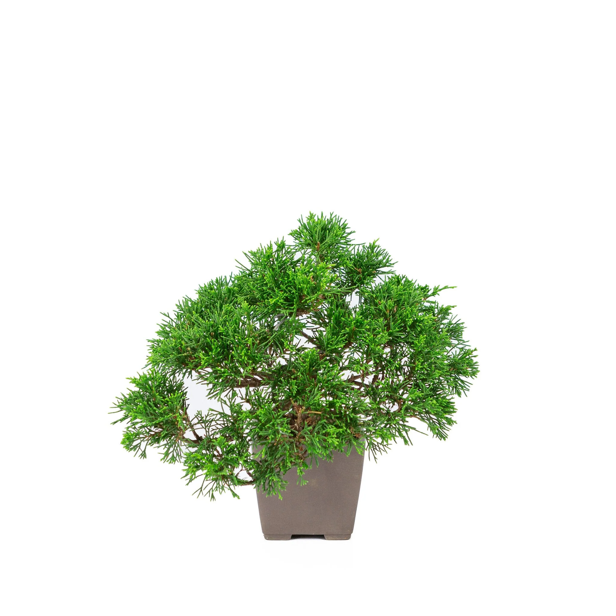 Juniperus chinensis 'Itoigawa' ongeglazuurde 9cm pot, hoogte ~25cm - Image 3