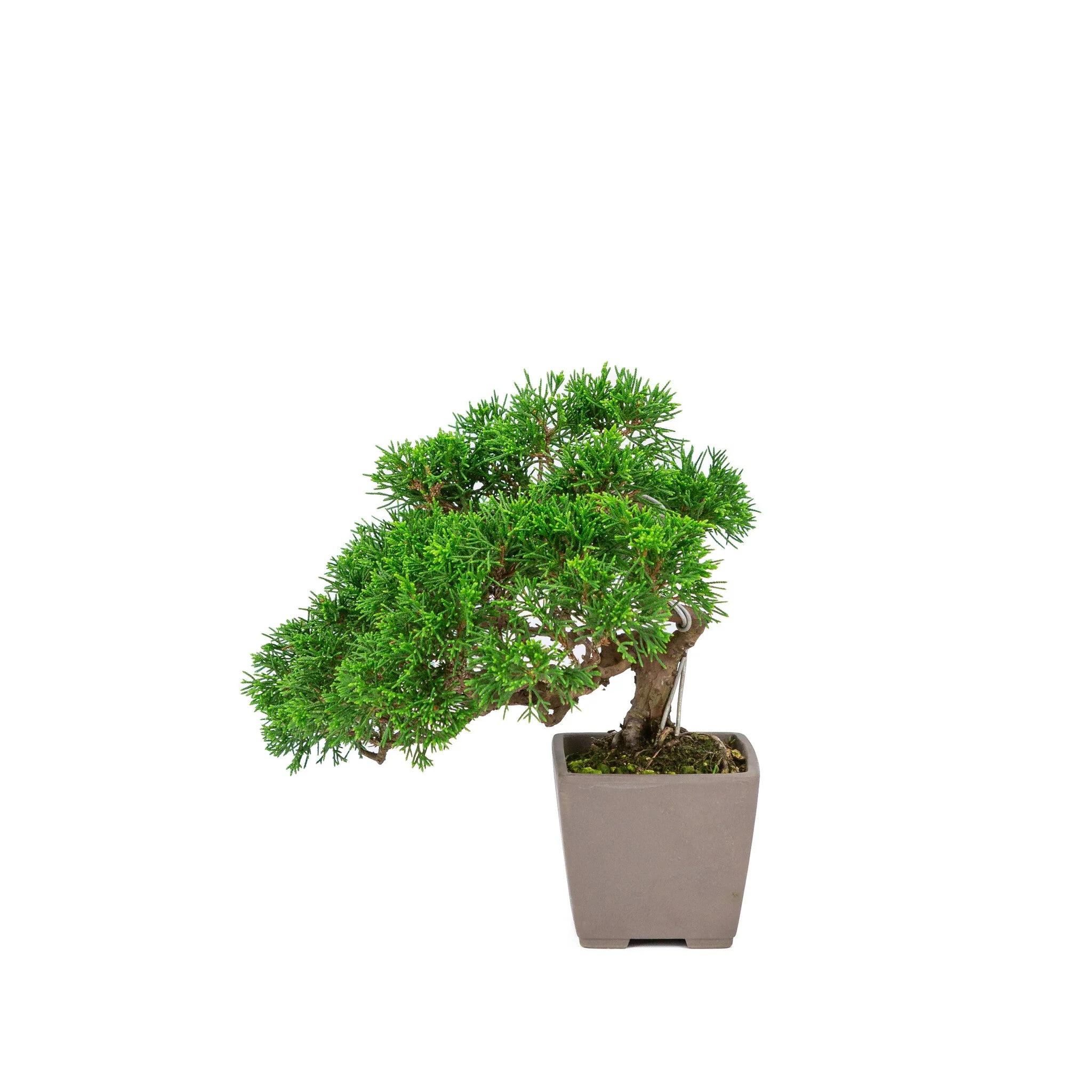 Juniperus chinensis 'Itoigawa' ongeglazuurde 9cm pot, hoogte ~25cm - Image 4