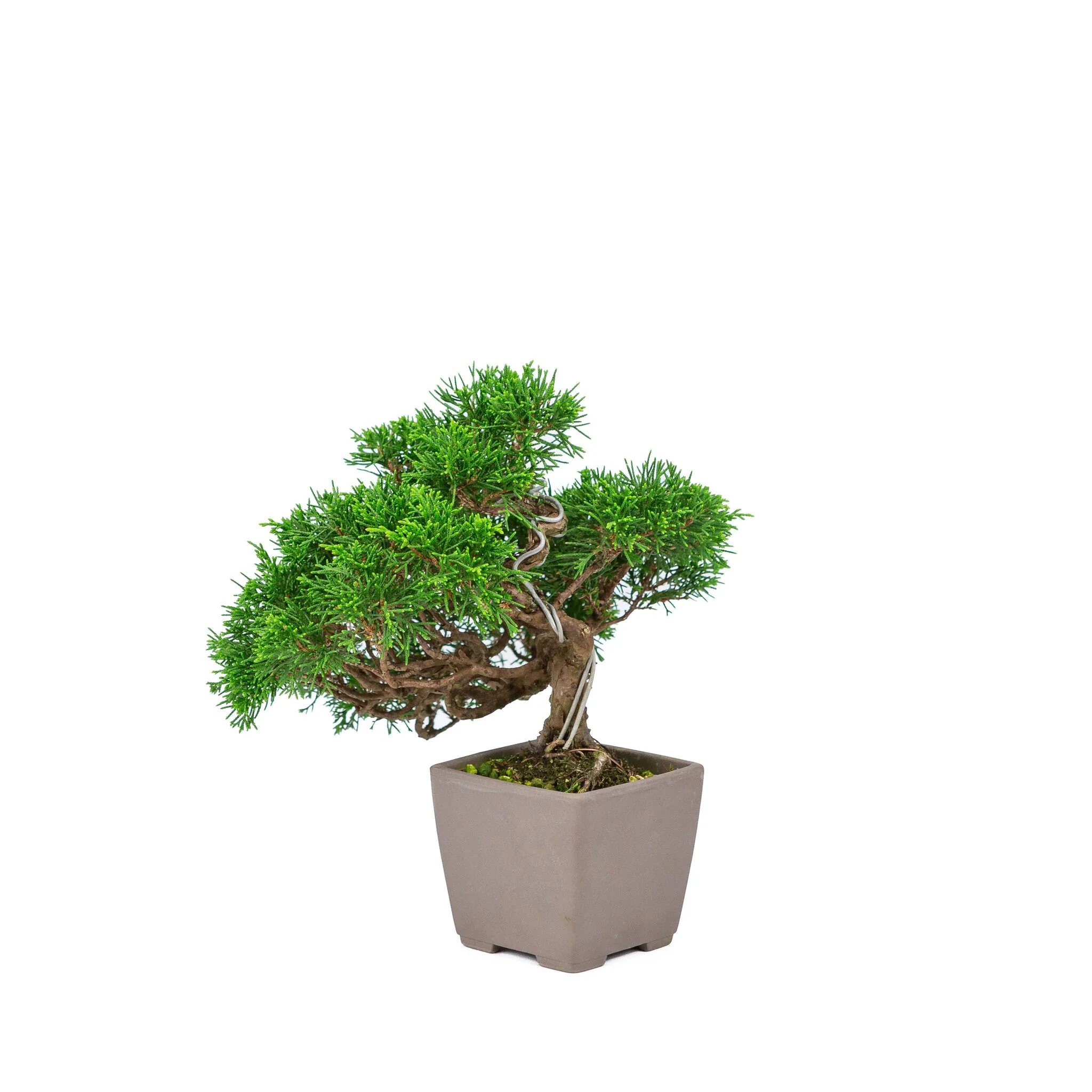 Juniperus chinensis 'Itoigawa' ongeglazuurde 9cm pot, hoogte ~25cm - Image 5