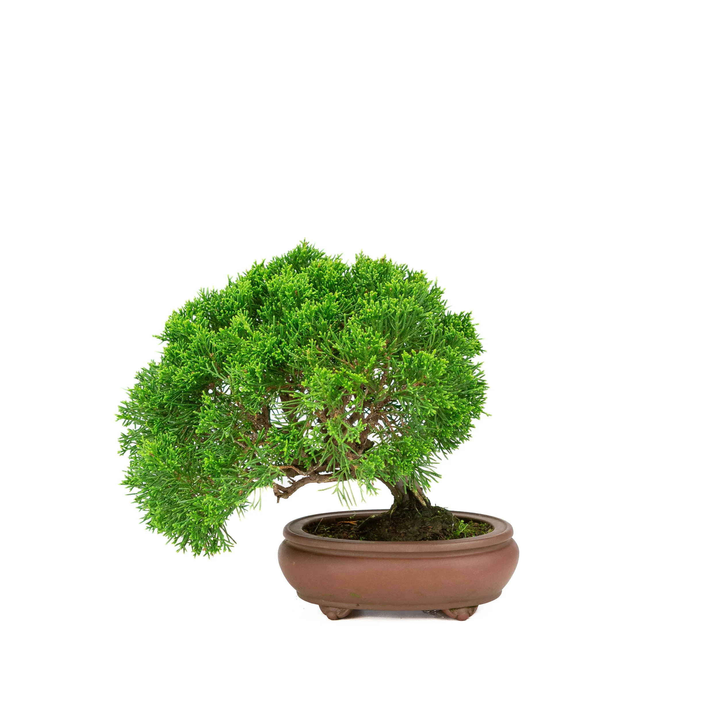 Juniperus chinensis ongeglazuurde pot 13cm, hoogte ~27cm - Image 3