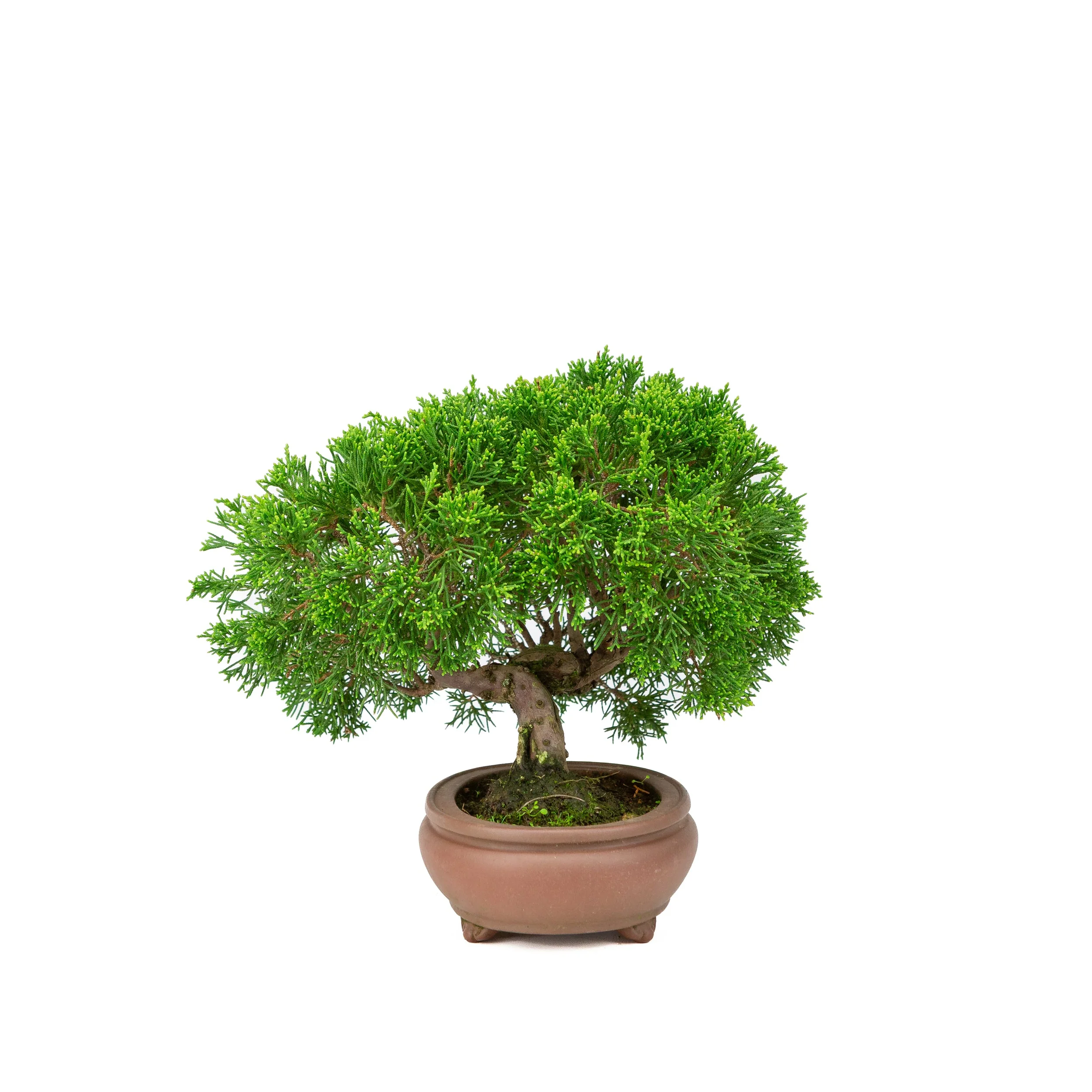 Juniperus chinensis ongeglazuurde pot 13cm, hoogte ~27cm - Image 4