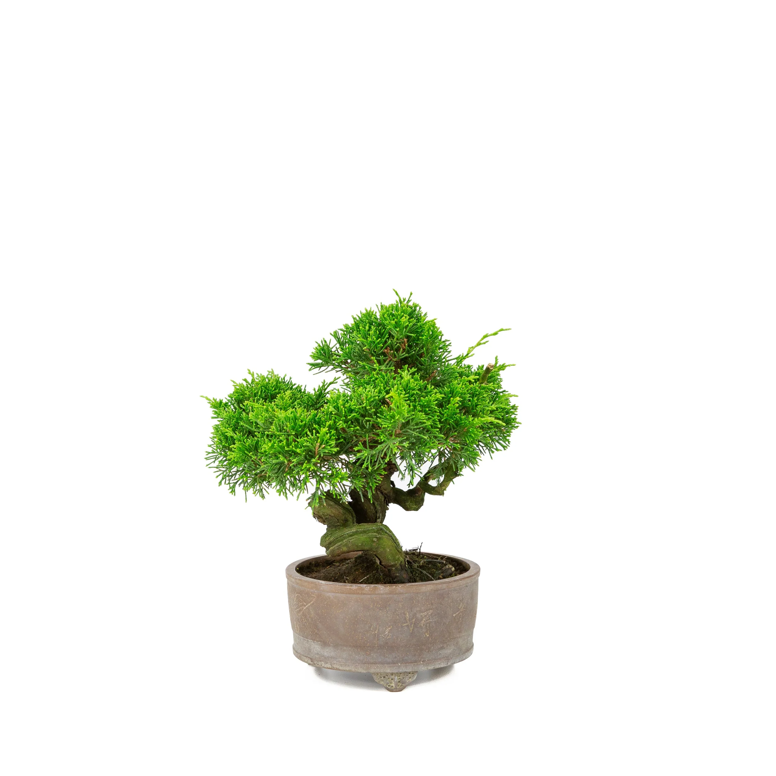 Juniperus chinensis ongeglazuurde pot 14cm, hoogte ~27cm - Image 3