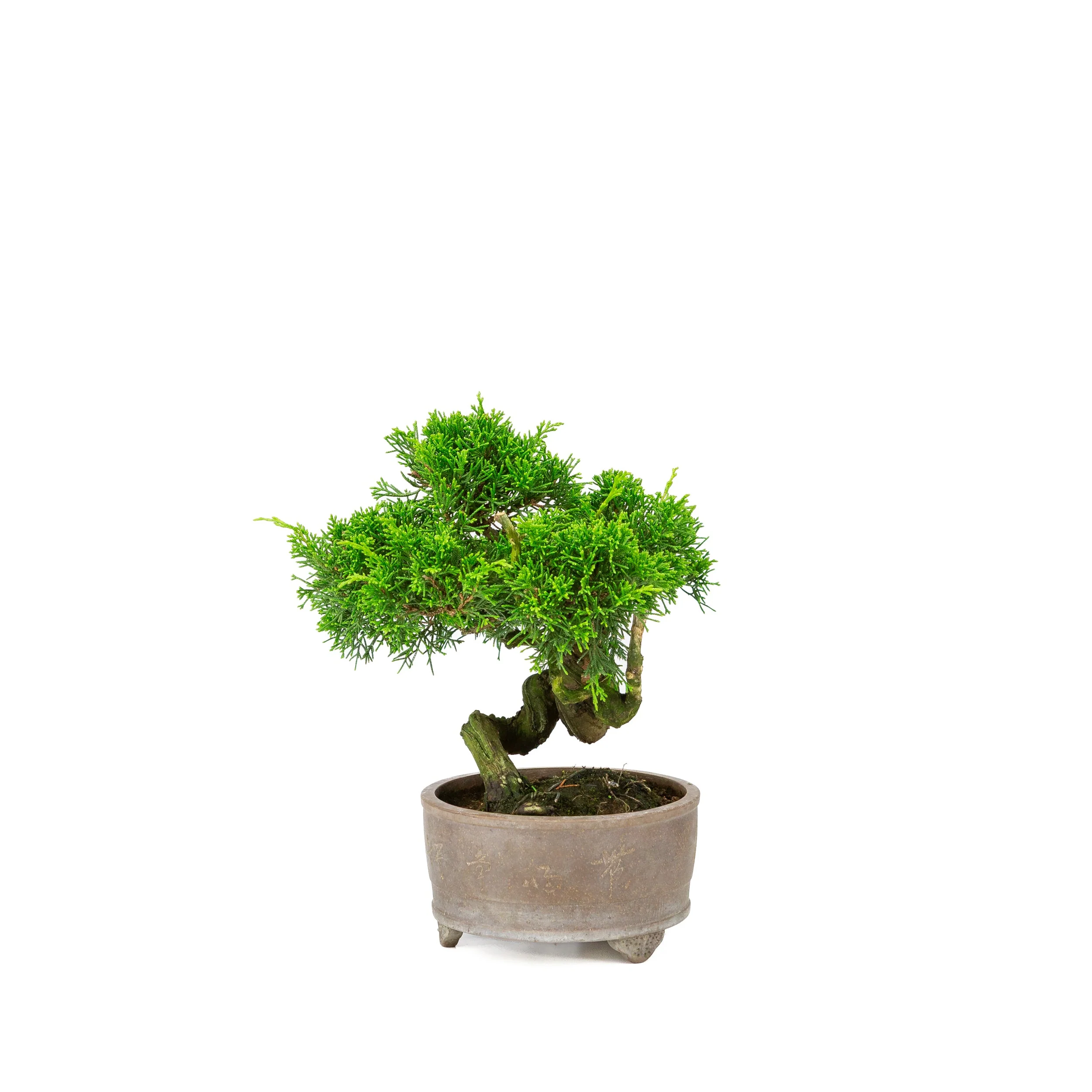 Juniperus chinensis ongeglazuurde pot 14cm, hoogte ~27cm - Image 4