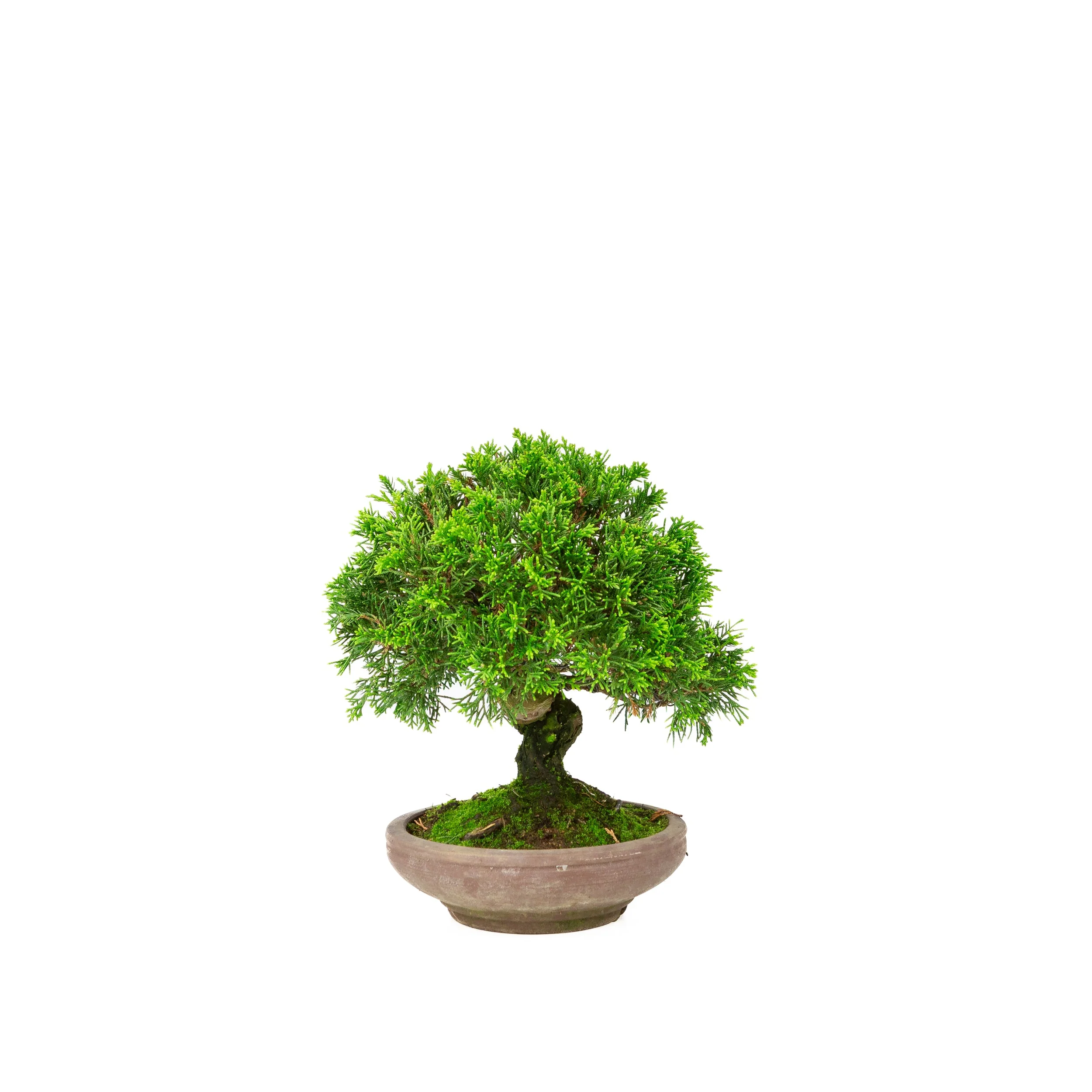Juniperus chinensis ongeglazuurde pot 15cm, hoogte ~24cm - Image 3