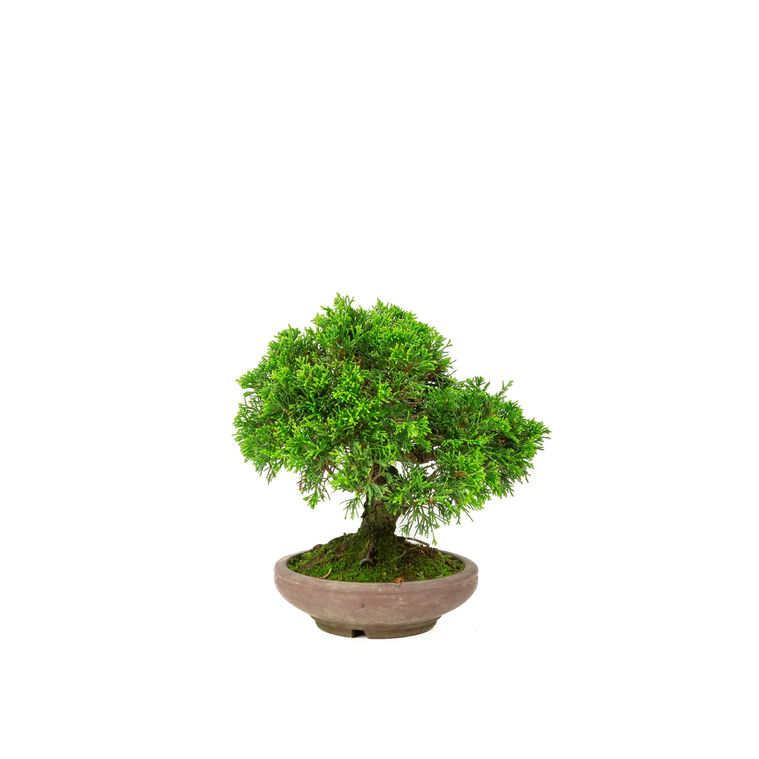 Juniperus chinensis ongeglazuurde pot 15cm, hoogte ~24cm - Image 4