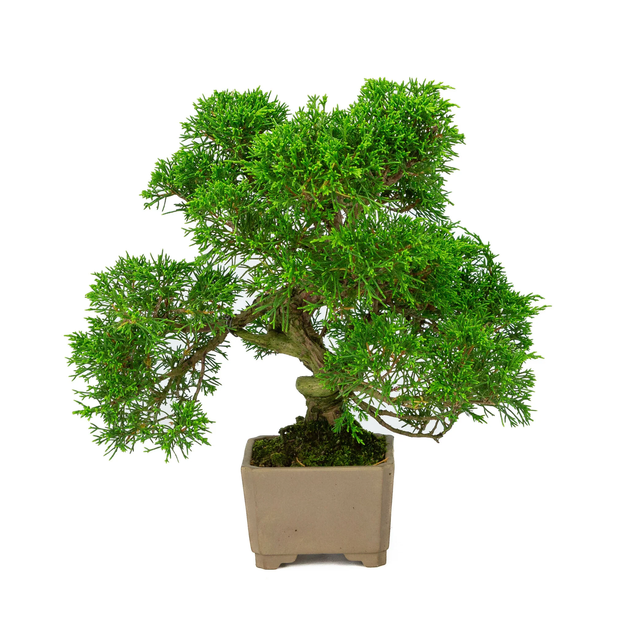 Miniatuur 1