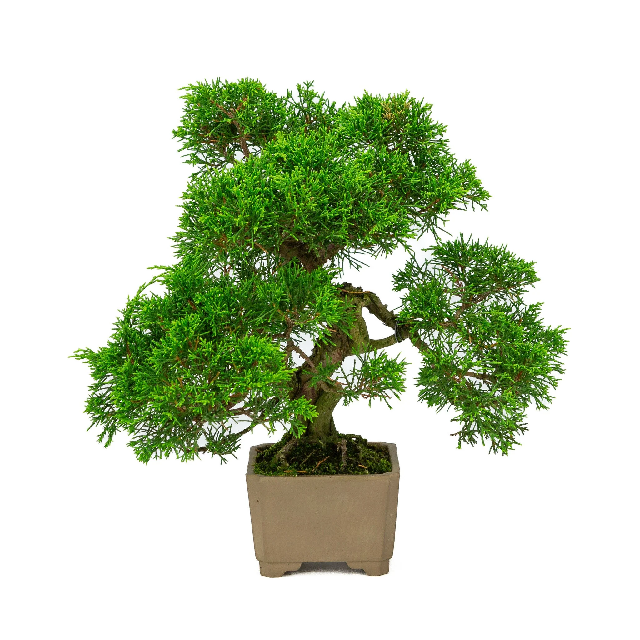 Juniperus chinensis ongeglazuurde vierkant 10cm, hoogte ~33cm - Image 3