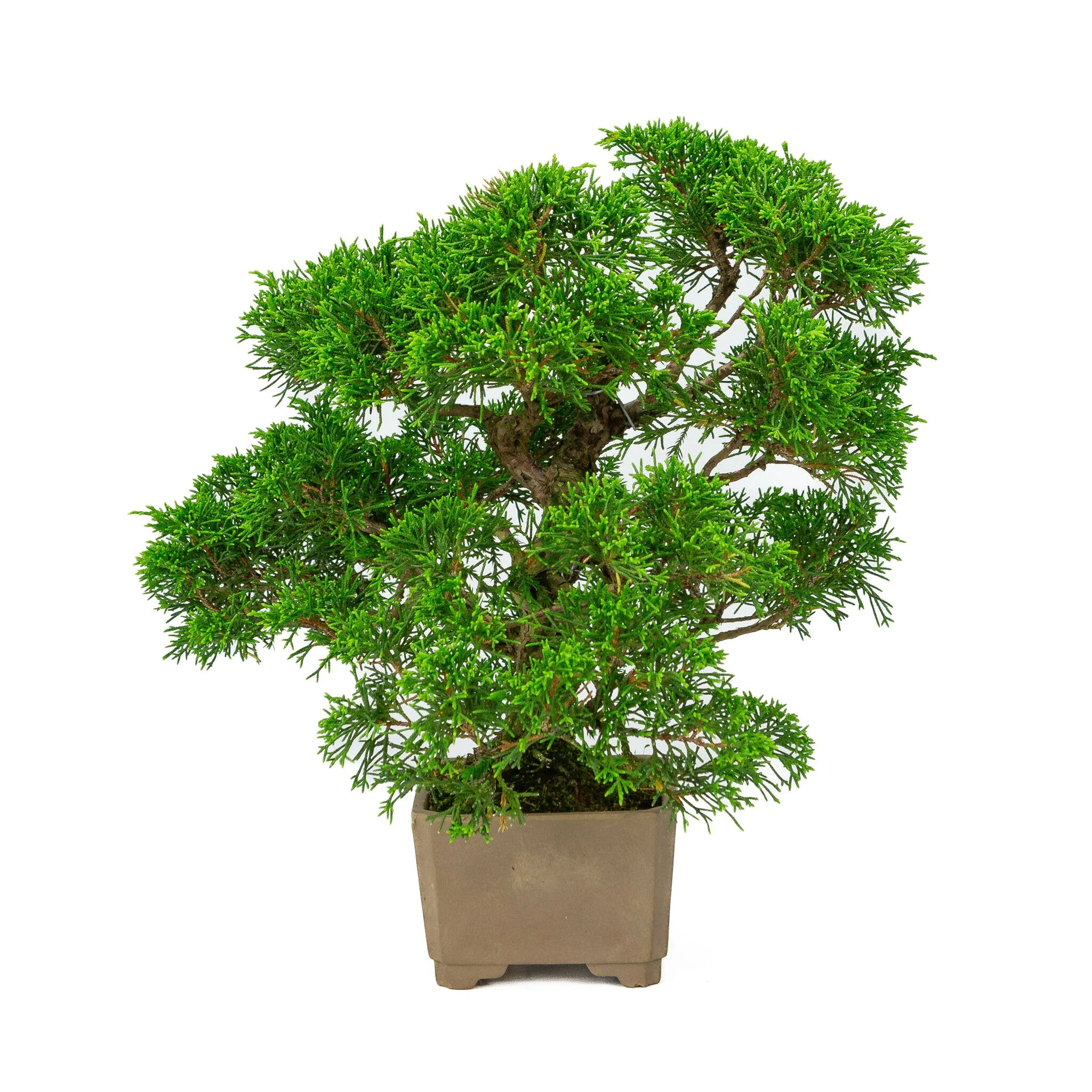 Juniperus chinensis ongeglazuurde vierkant 10cm, hoogte ~33cm - Image 4