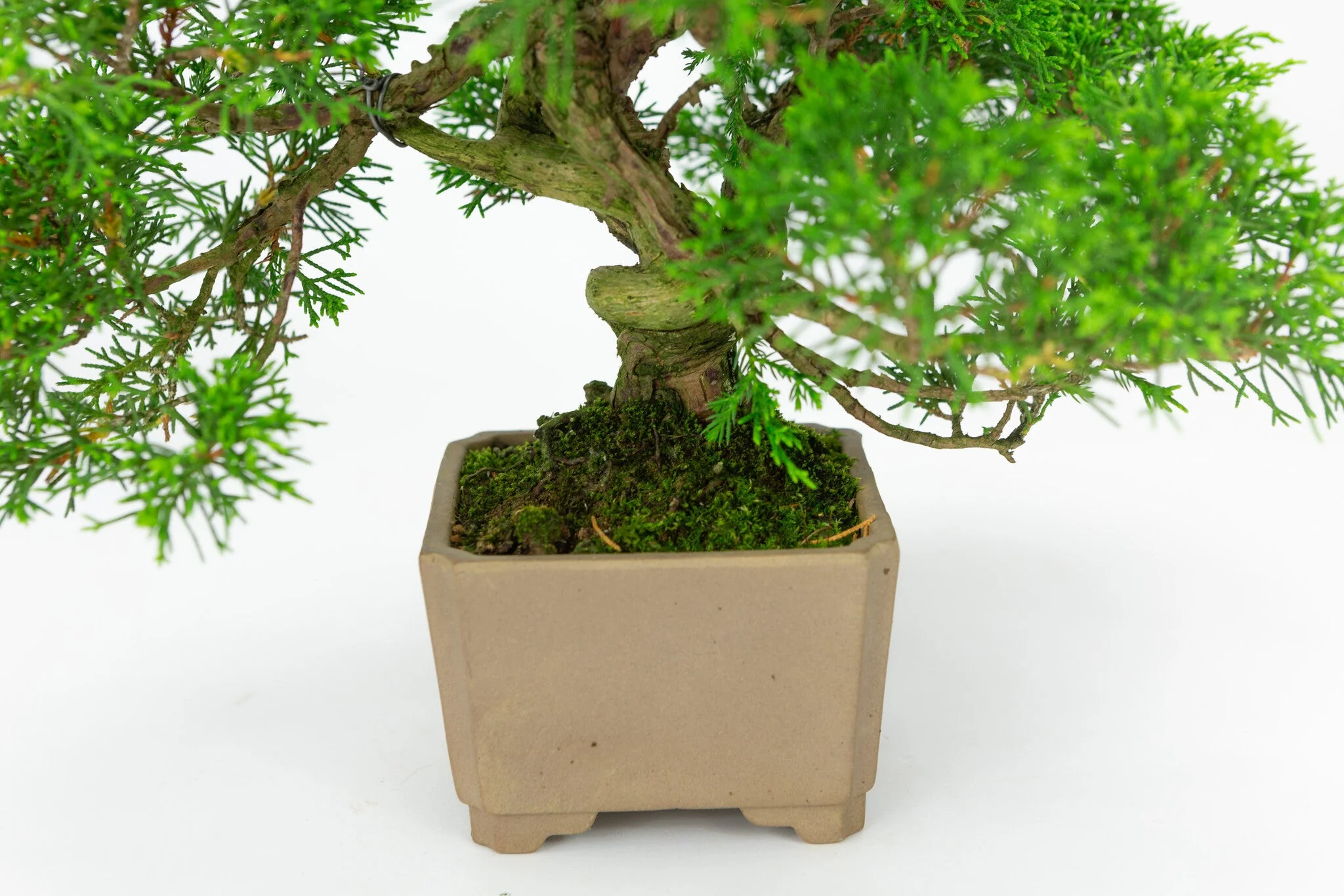 Juniperus chinensis ongeglazuurde vierkant 10cm, hoogte ~33cm - Image 5