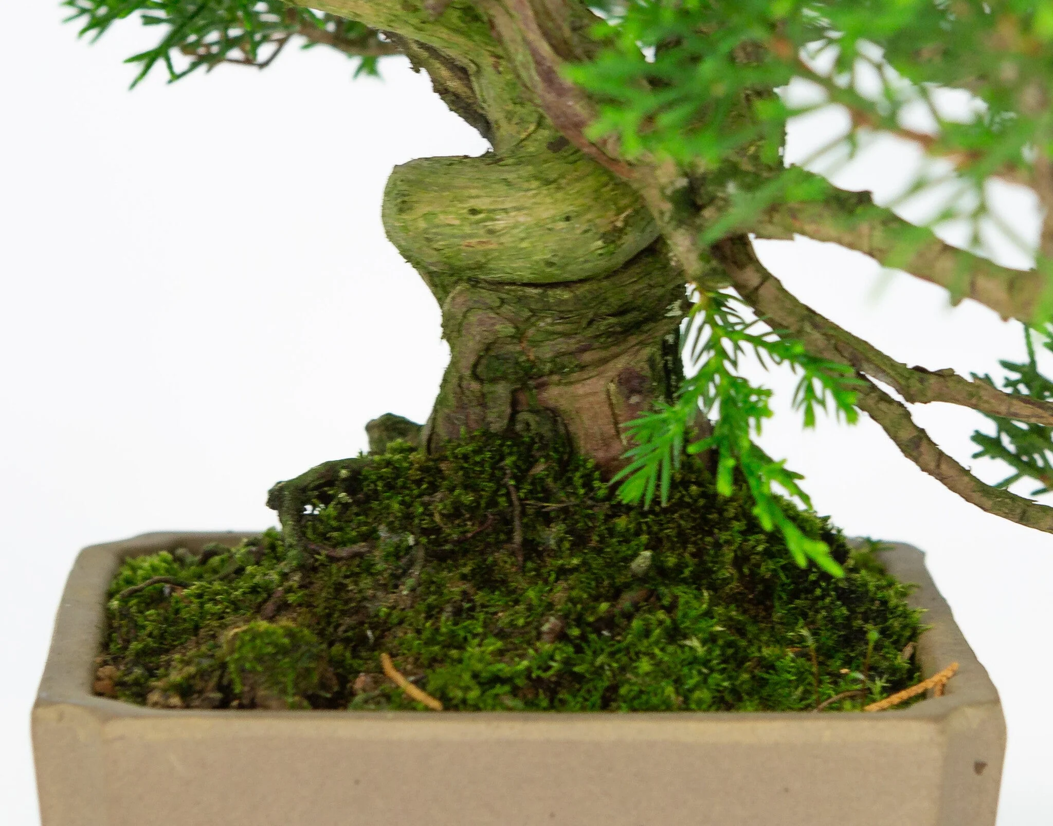 Juniperus chinensis ongeglazuurde vierkant 10cm, hoogte ~33cm - Image 6