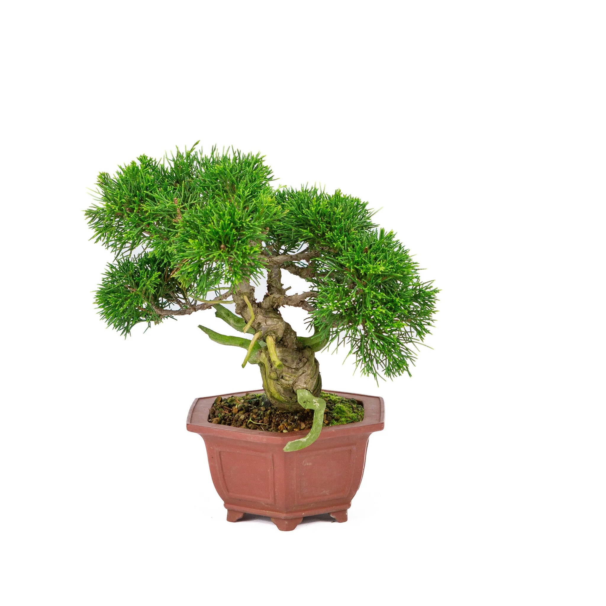 Juniperus chinensis ongeglazuurde pot 18cm, hoogte ~28cm - Image 3