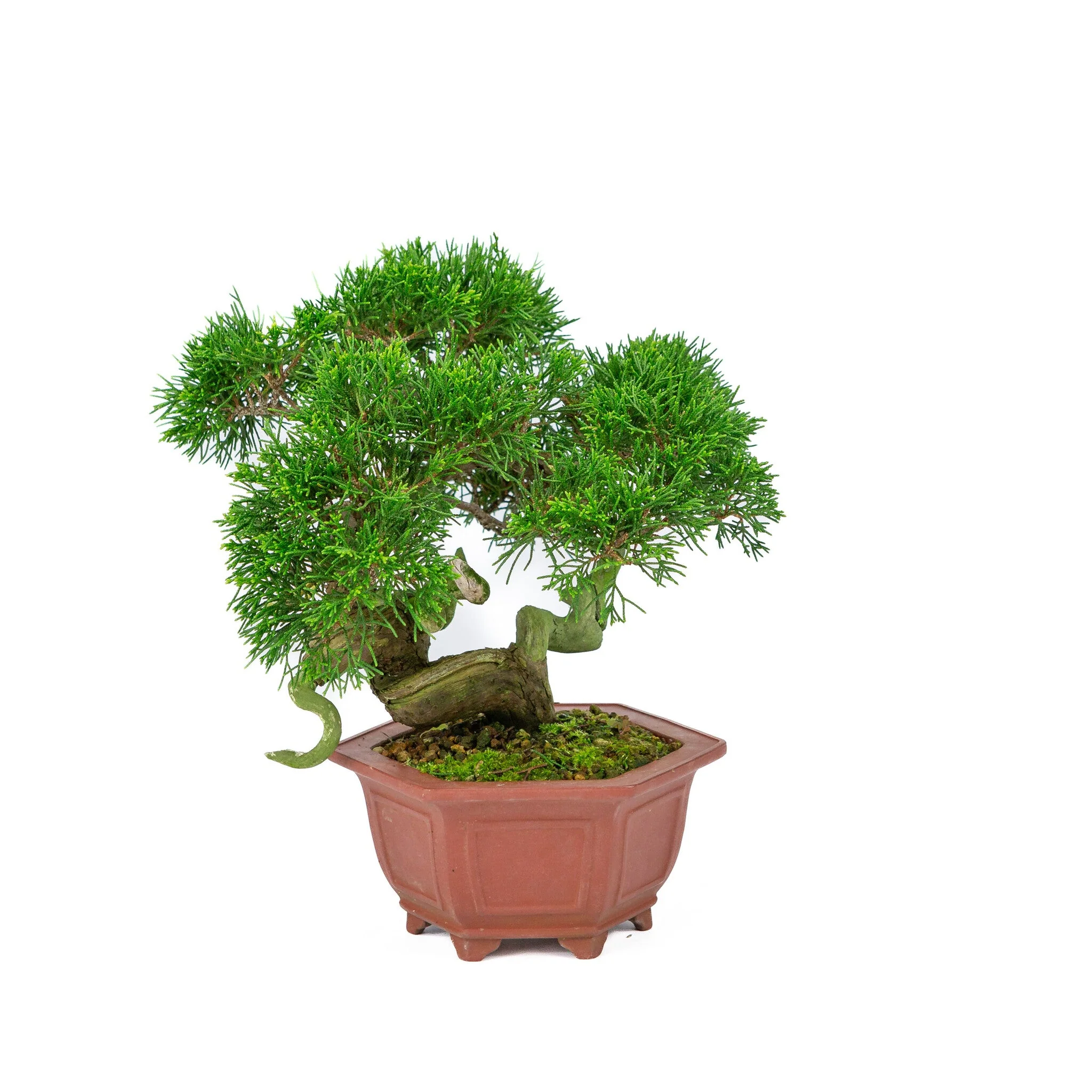 Juniperus chinensis ongeglazuurde pot 18cm, hoogte ~28cm - Image 4