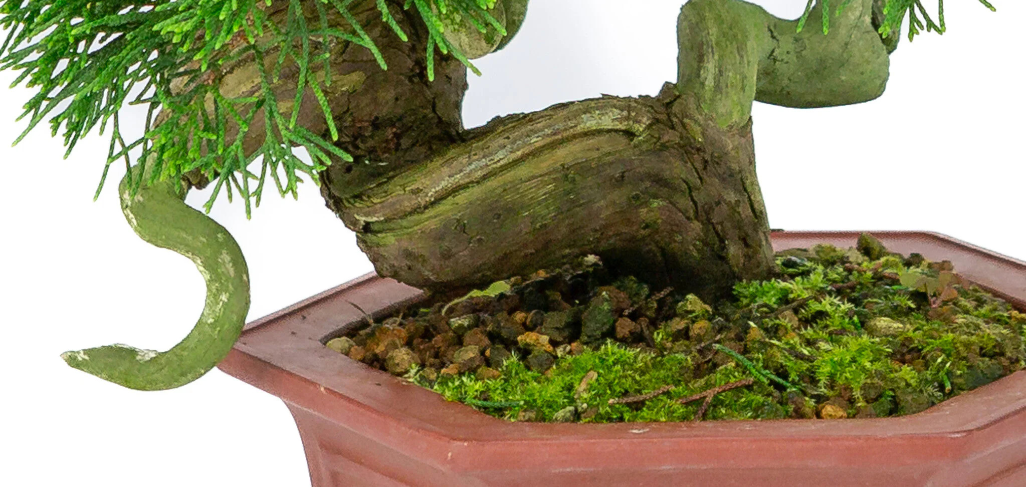 Juniperus chinensis ongeglazuurde pot 18cm, hoogte ~28cm - Image 5