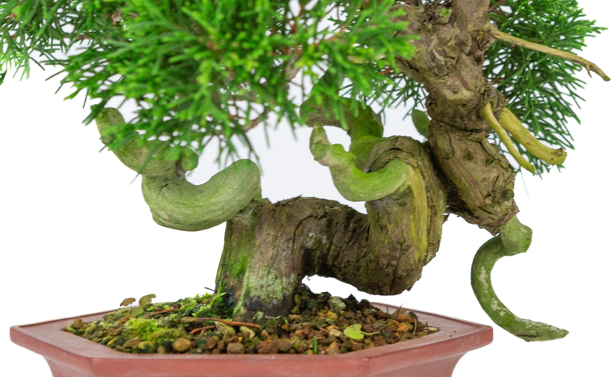 Juniperus chinensis ongeglazuurde pot 18cm, hoogte ~28cm - Image 6