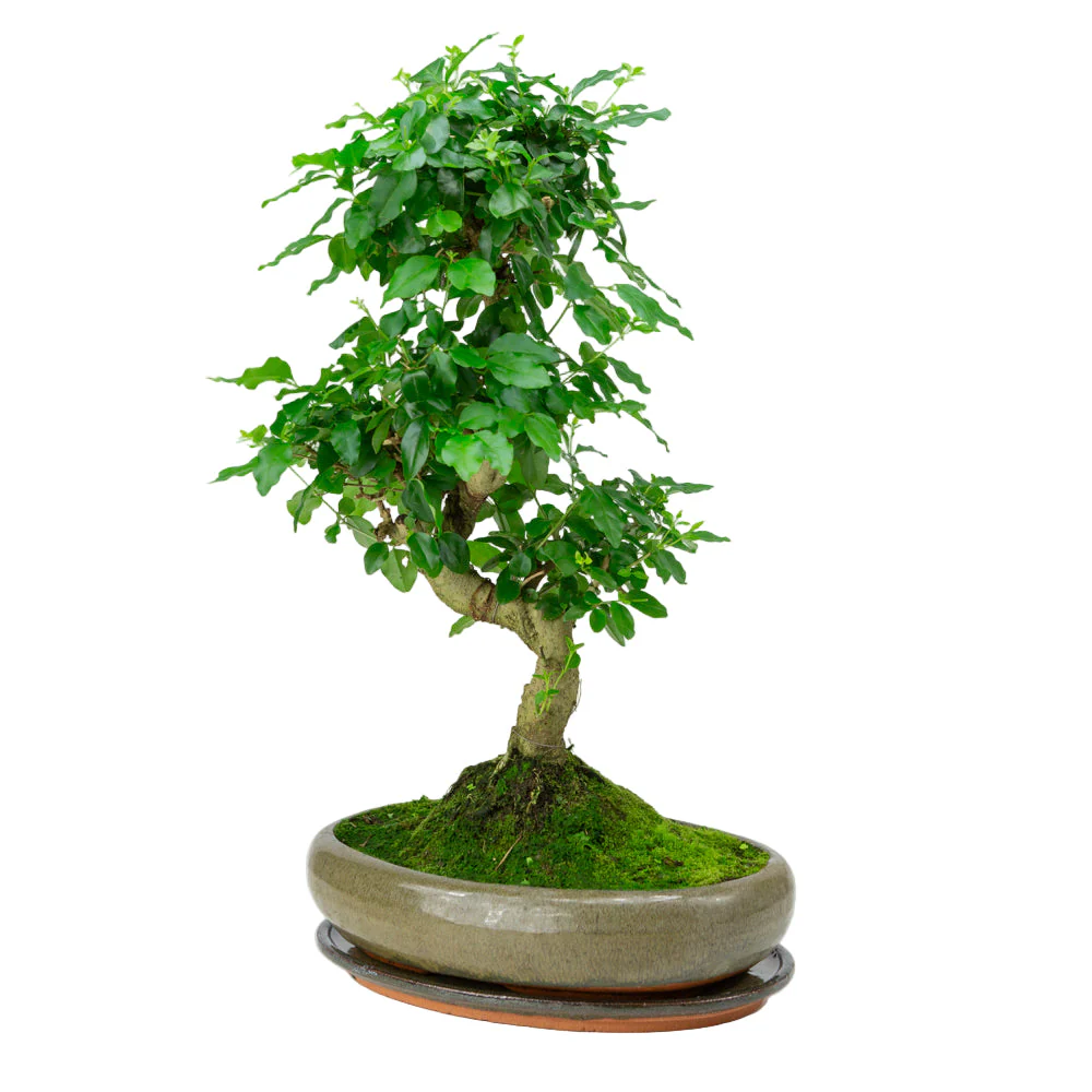 Ligustrum sinensis Bonsai in groene pot 29cm, hoogte ~45cm - Image 3