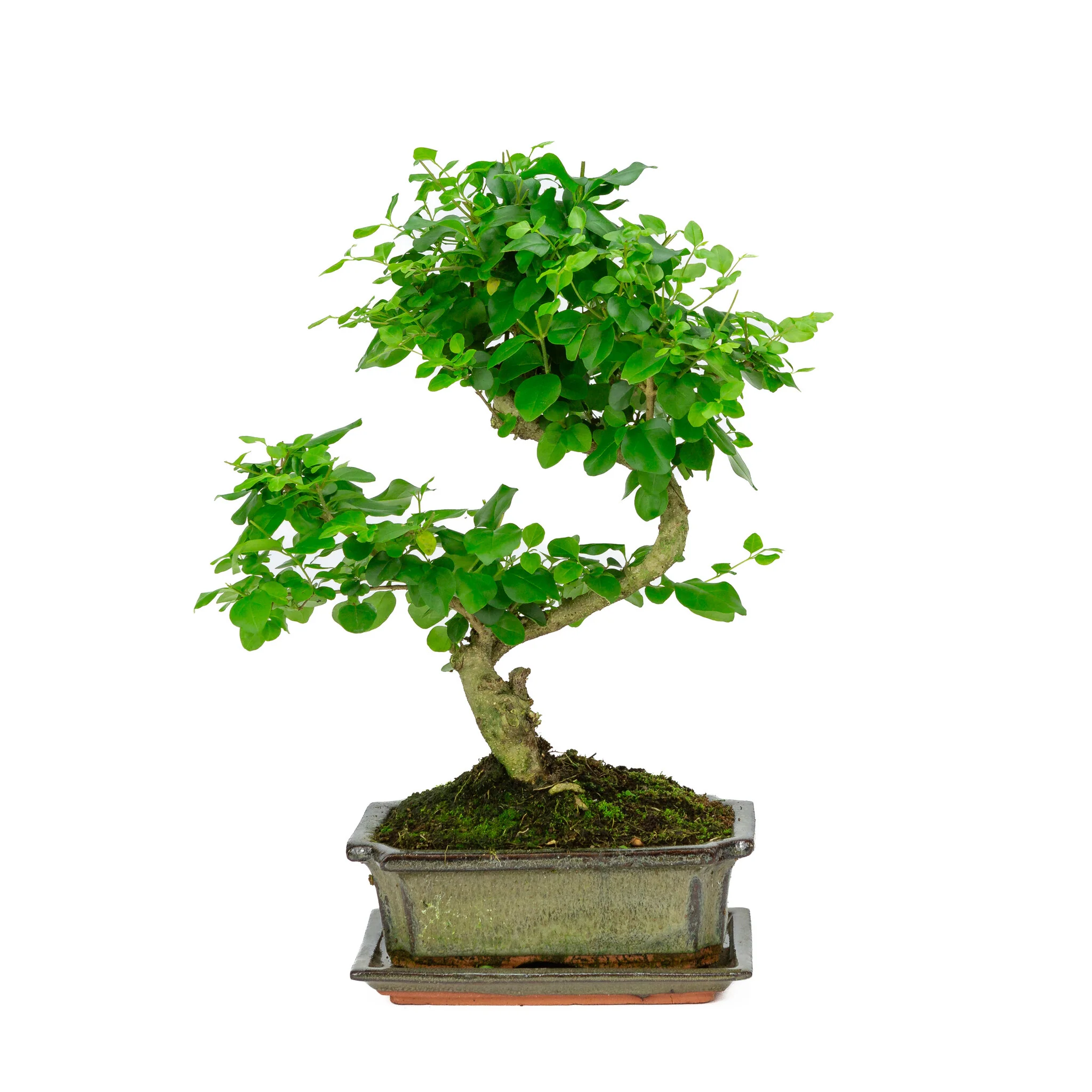 Miniatuur 1