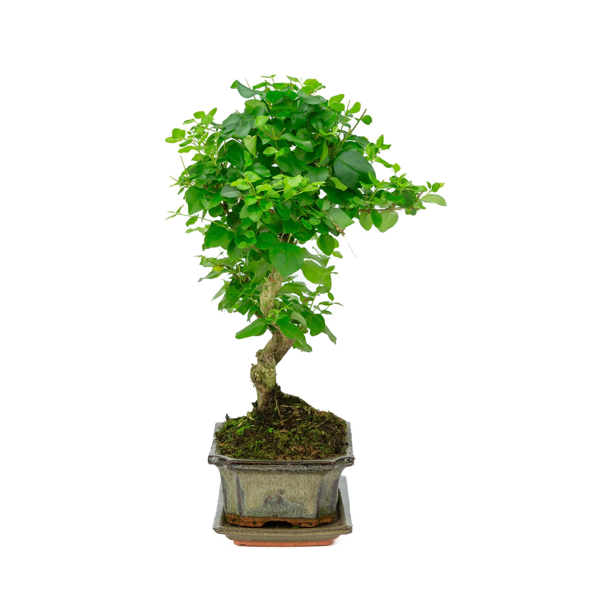 Miniatuur 2