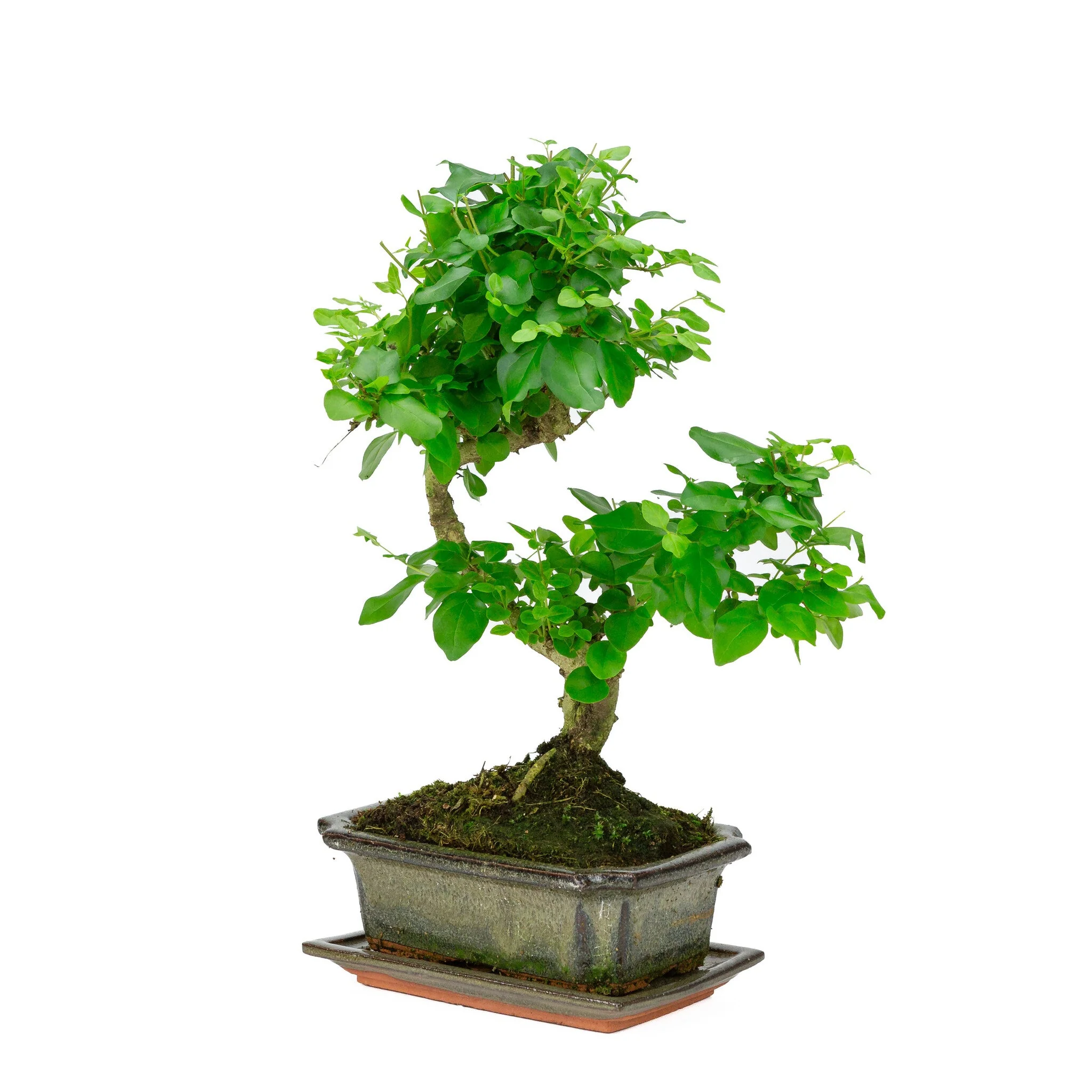 Ligustrum bonsai in groene pot 20cm, hoogte ~33cm - Image 3