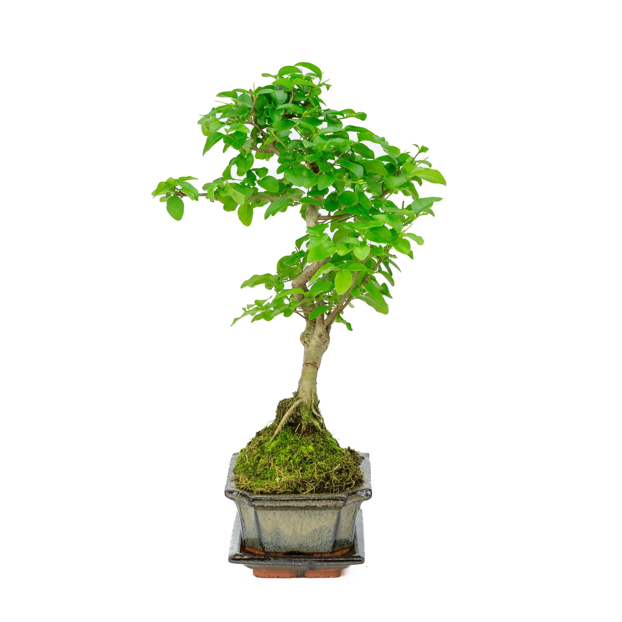 Miniatuur 2