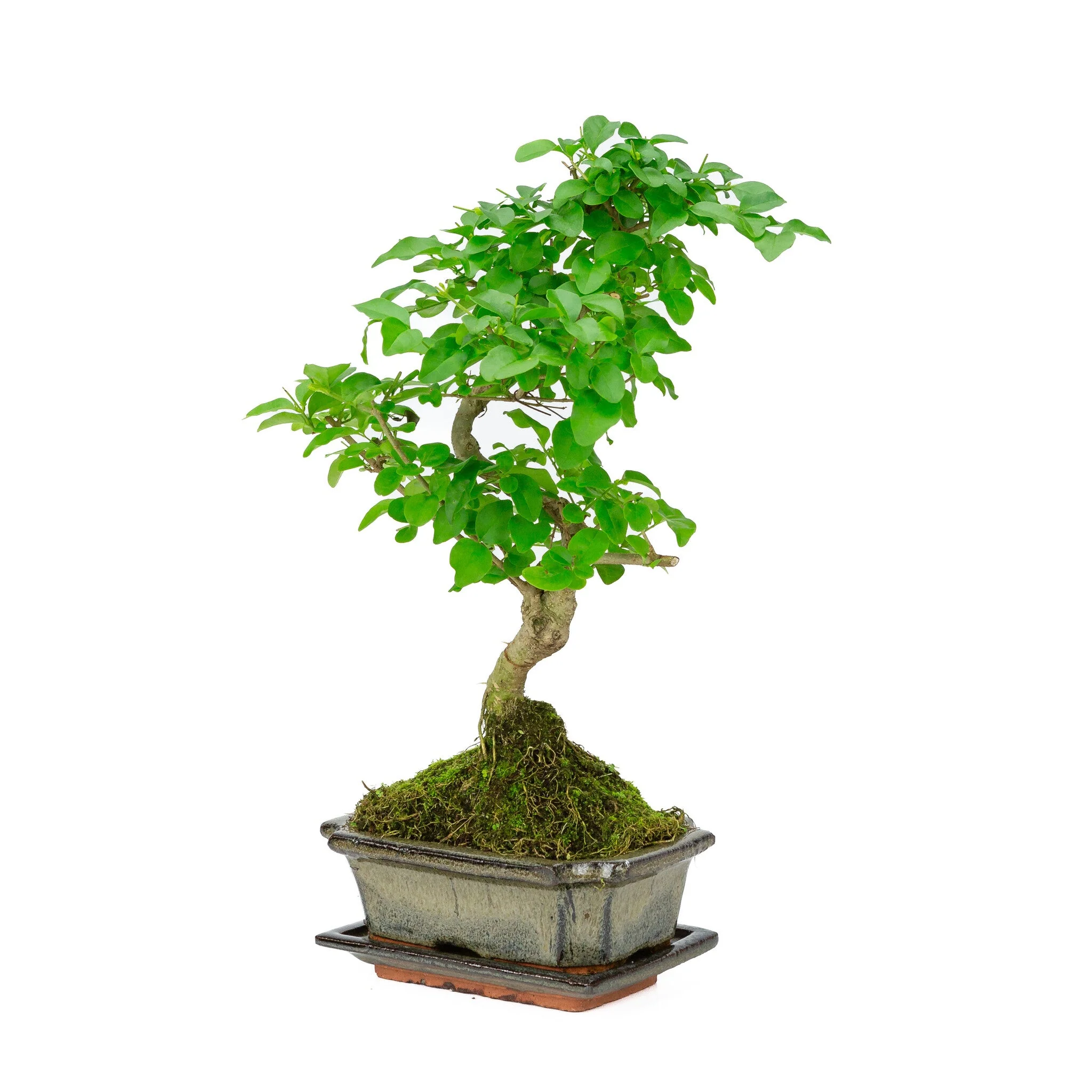 Ligustrum bonsai in groene pot 15cm, hoogte ~28cm - Image 3