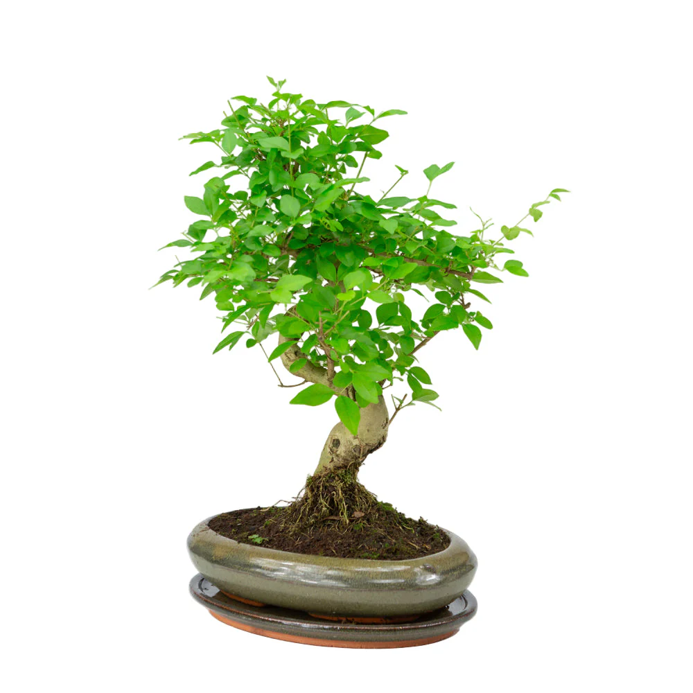 Ligustrum sinensis Bonsai in groene pot 24cm, hoogte ~40cm - Image 3