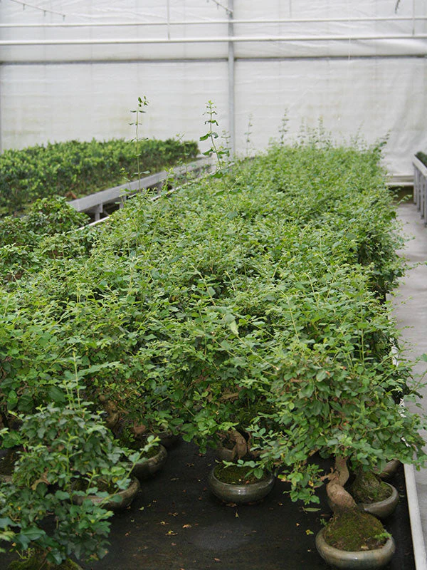 Ligustrum sinensis Bonsai in groene pot 24cm, hoogte ~40cm - Image 4