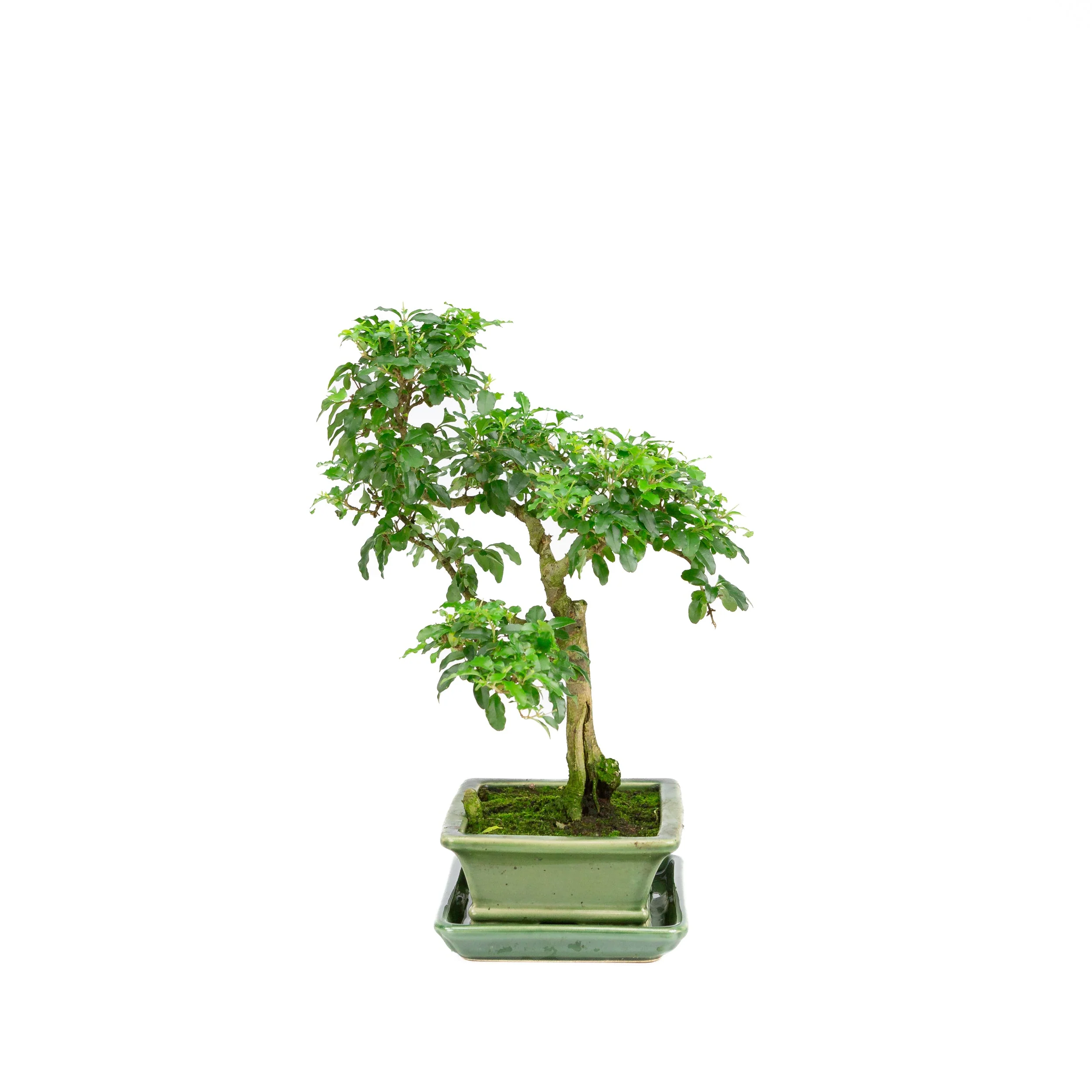 Miniatuur 2