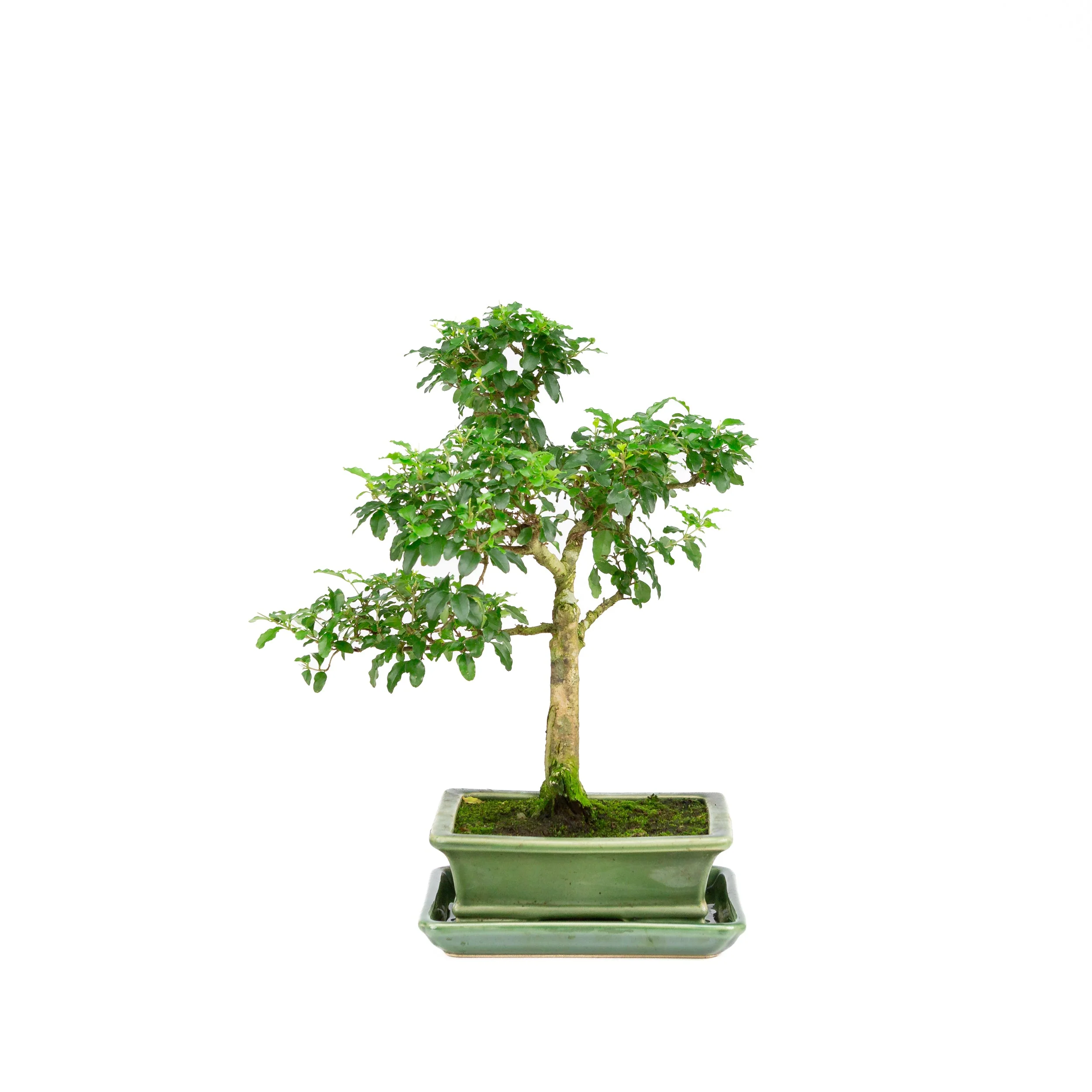 Ligustrum ovalifolium Bonsai in groene pot 16cm, hoogte ~34cm - Image 3