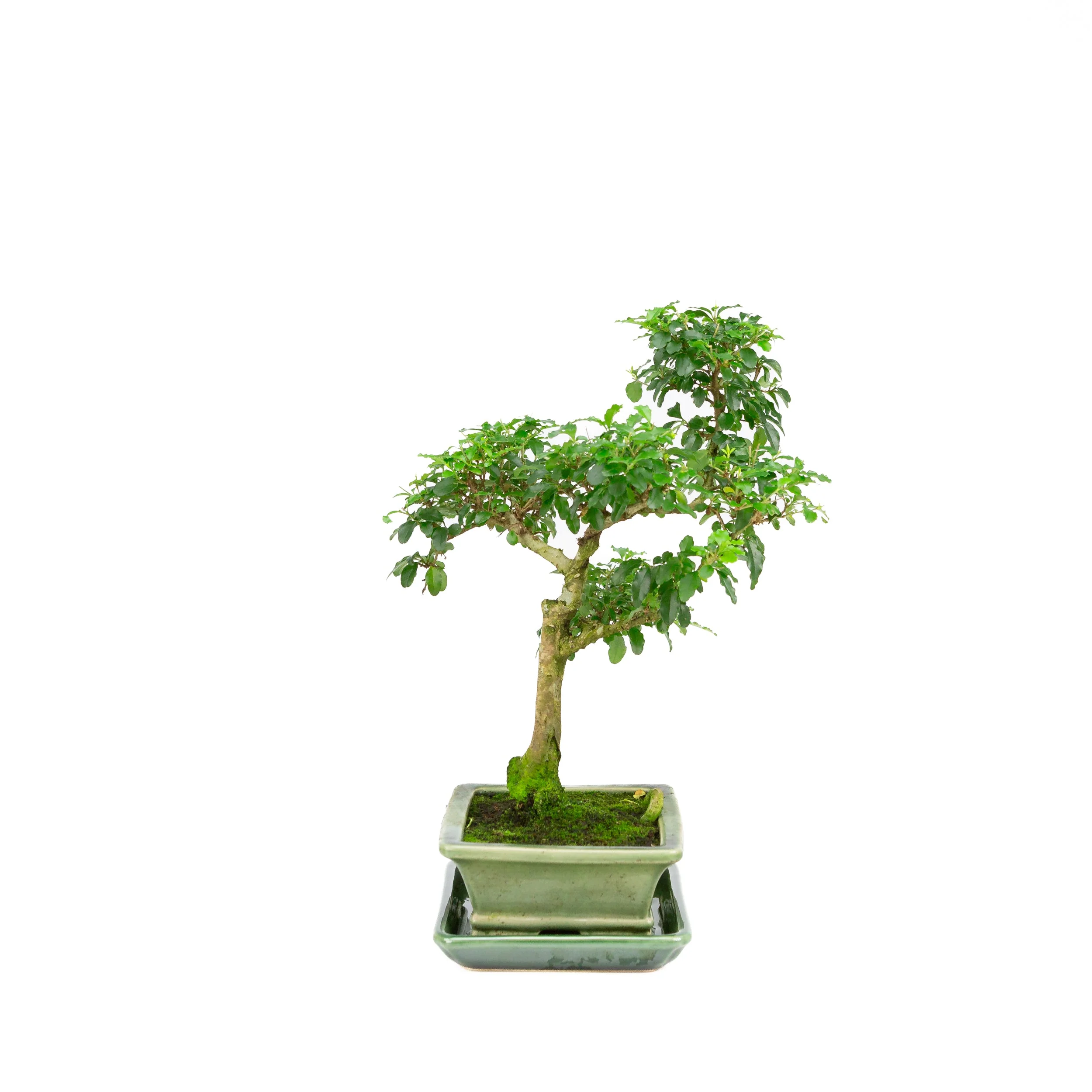Ligustrum ovalifolium Bonsai in groene pot 16cm, hoogte ~34cm - Image 4