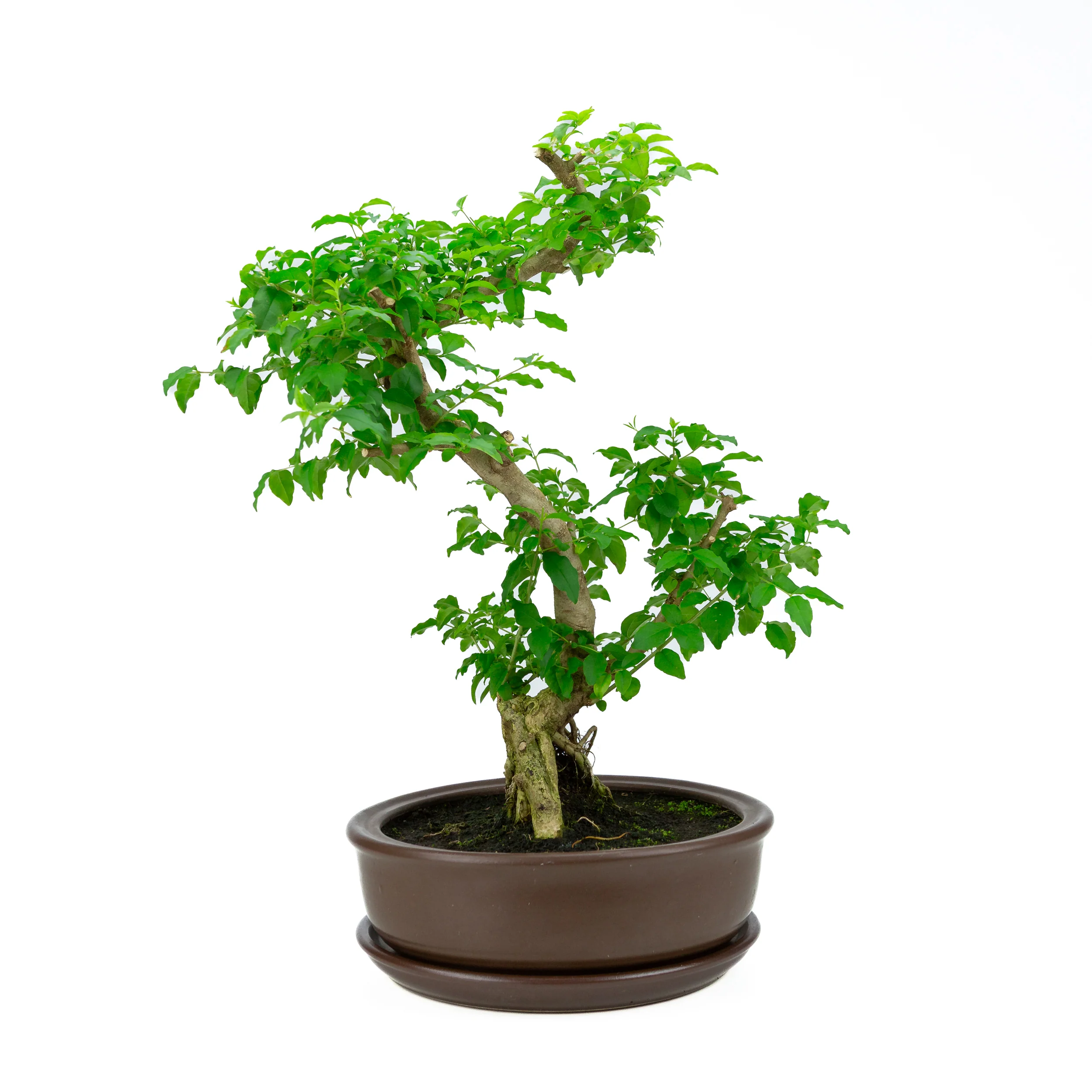 Ligustrum Ovalifolium (Liguster) hoogte ~50 cm - Image 3