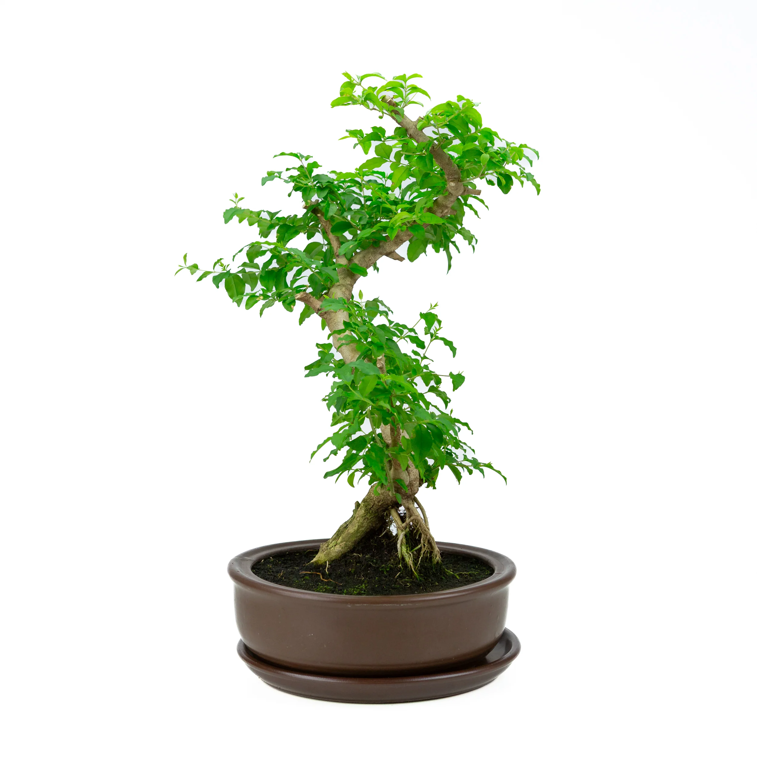 Ligustrum Ovalifolium (Liguster) hoogte ~50 cm - Image 4