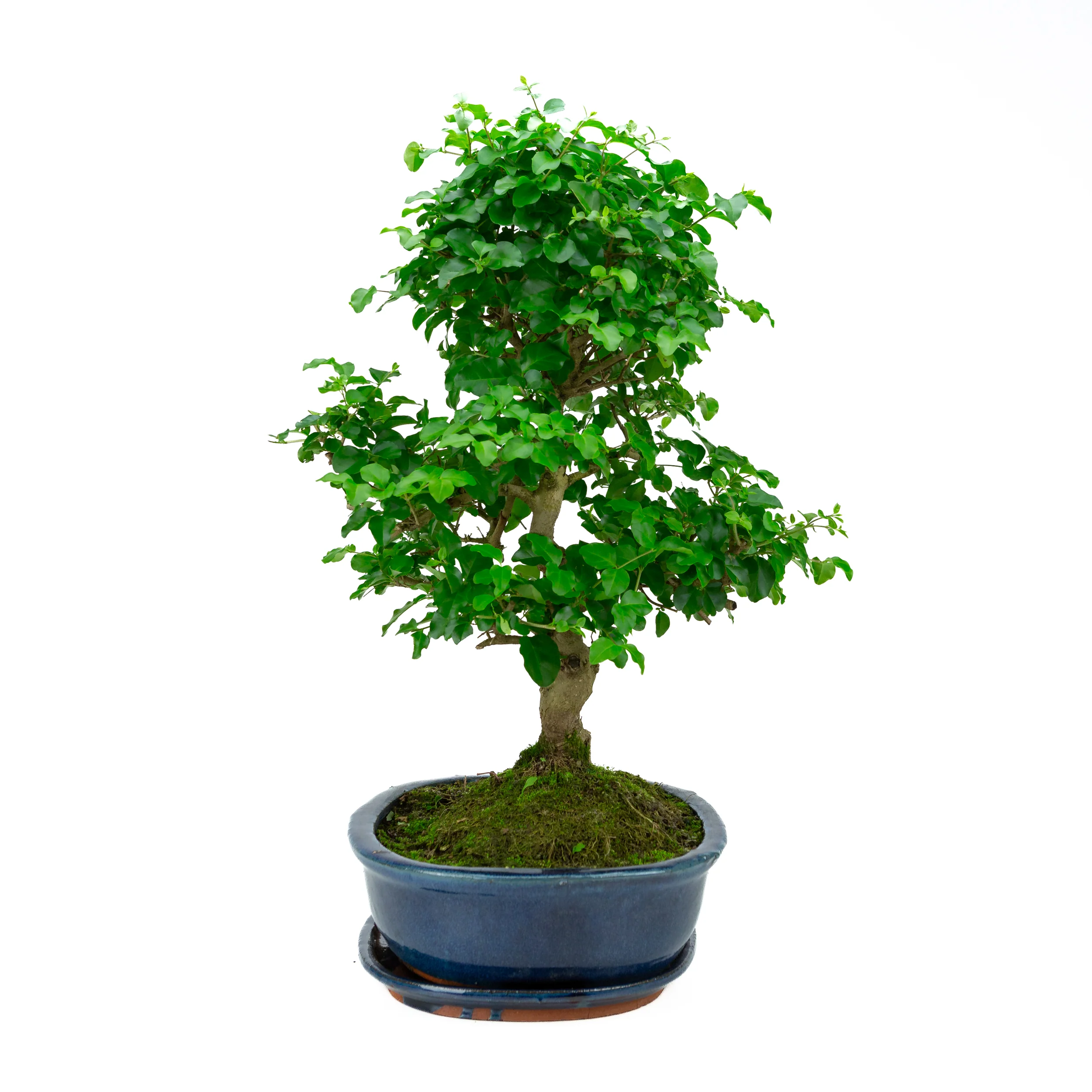Miniatuur 2