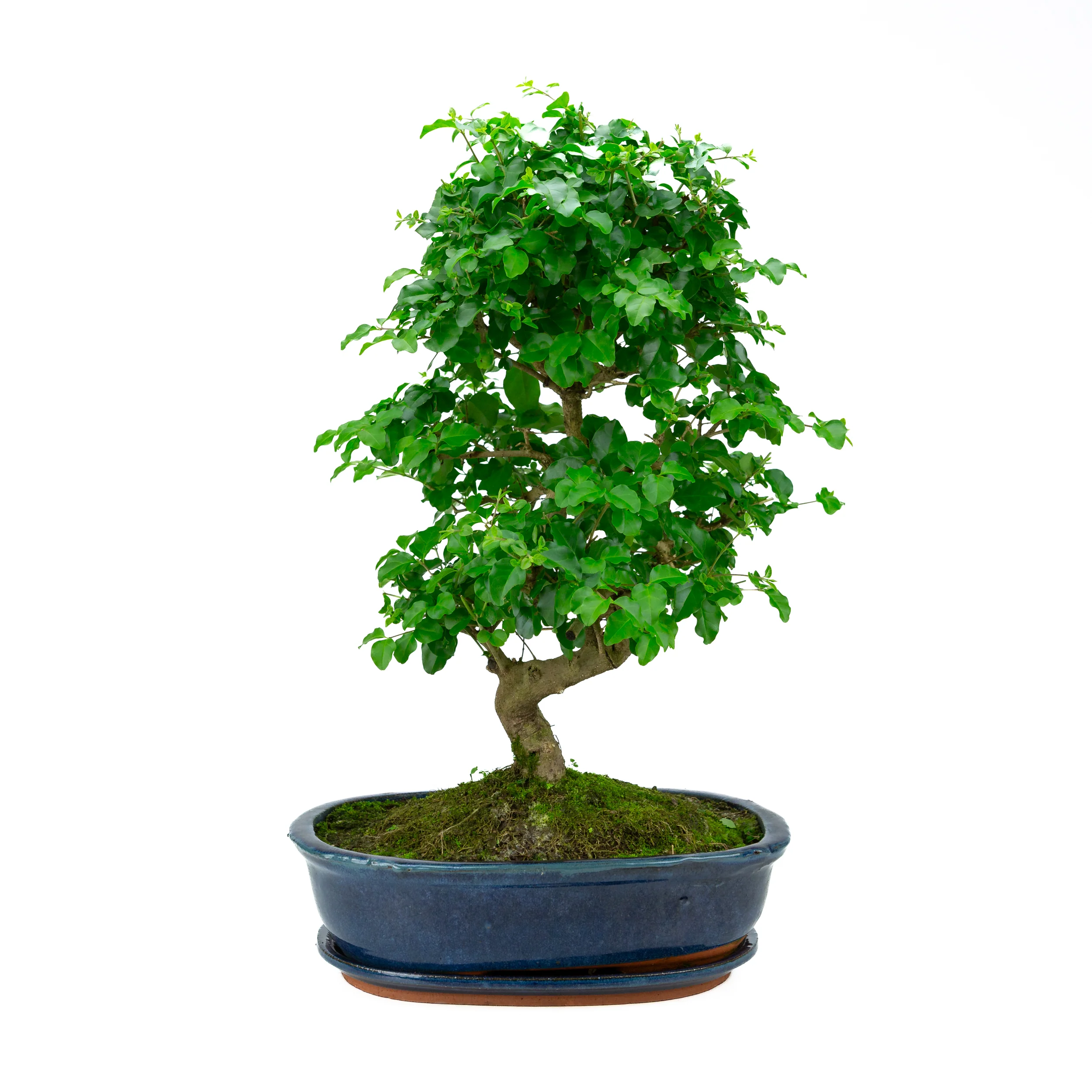 Ligustrum Ovalifolium (Liguster) hoogte ~52 cm - Image 3