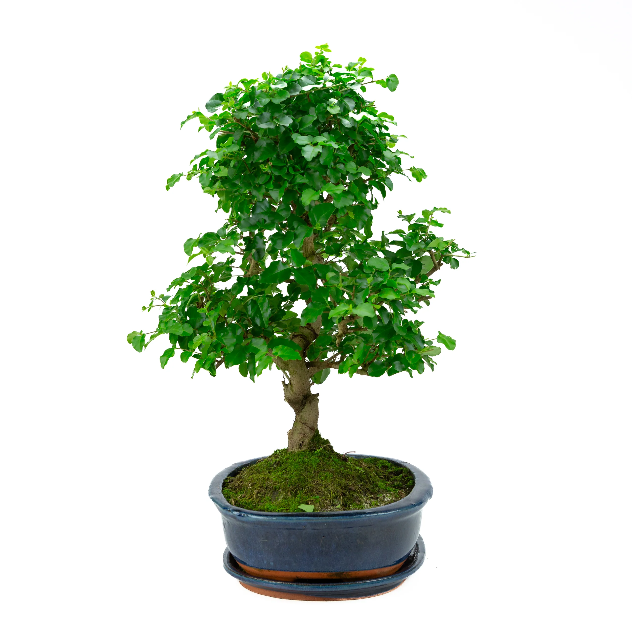 Ligustrum Ovalifolium (Liguster) hoogte ~52 cm - Image 4