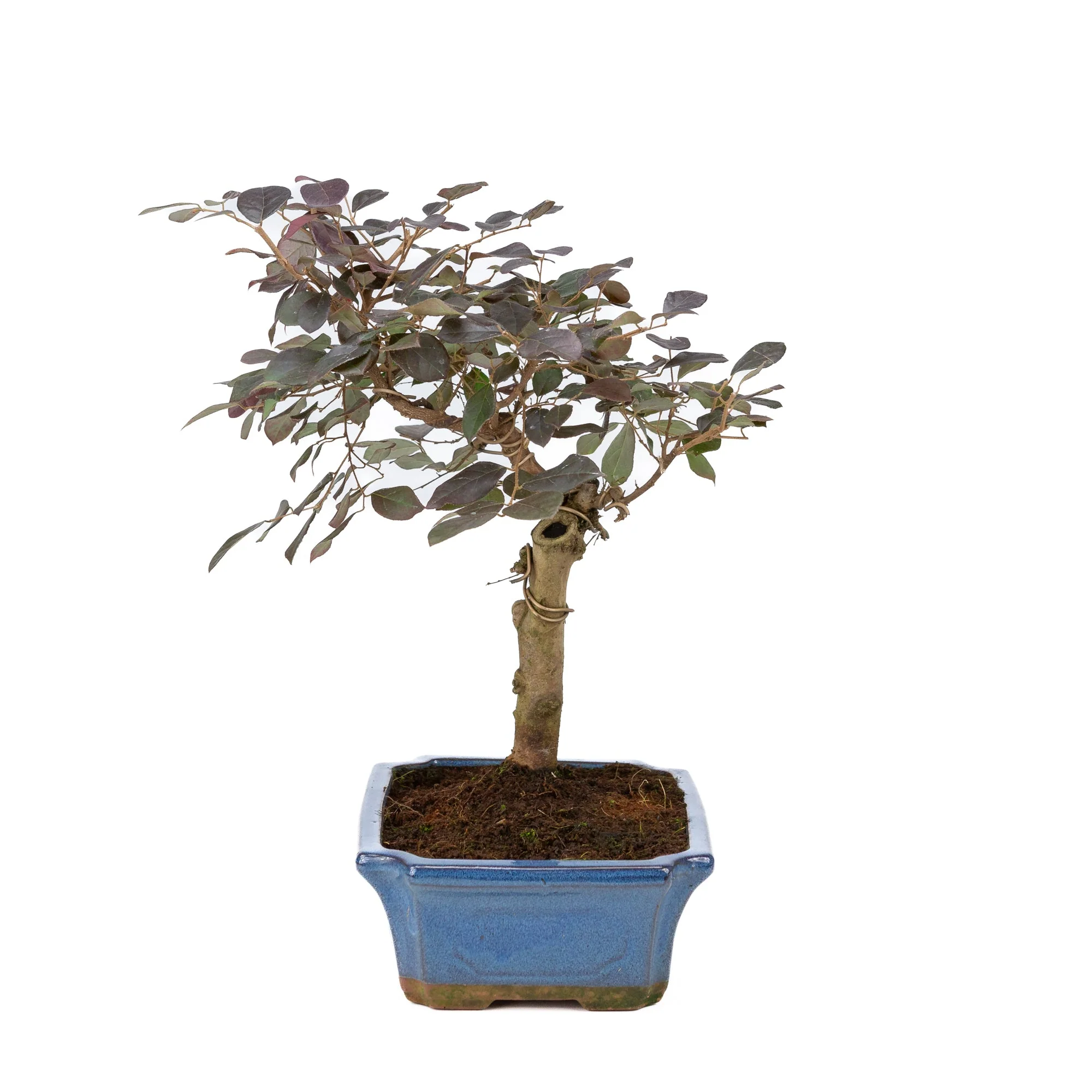Loropetalum rubra Bonsai in blauwe pot 24cm, hoogte ~40cm - Image 2