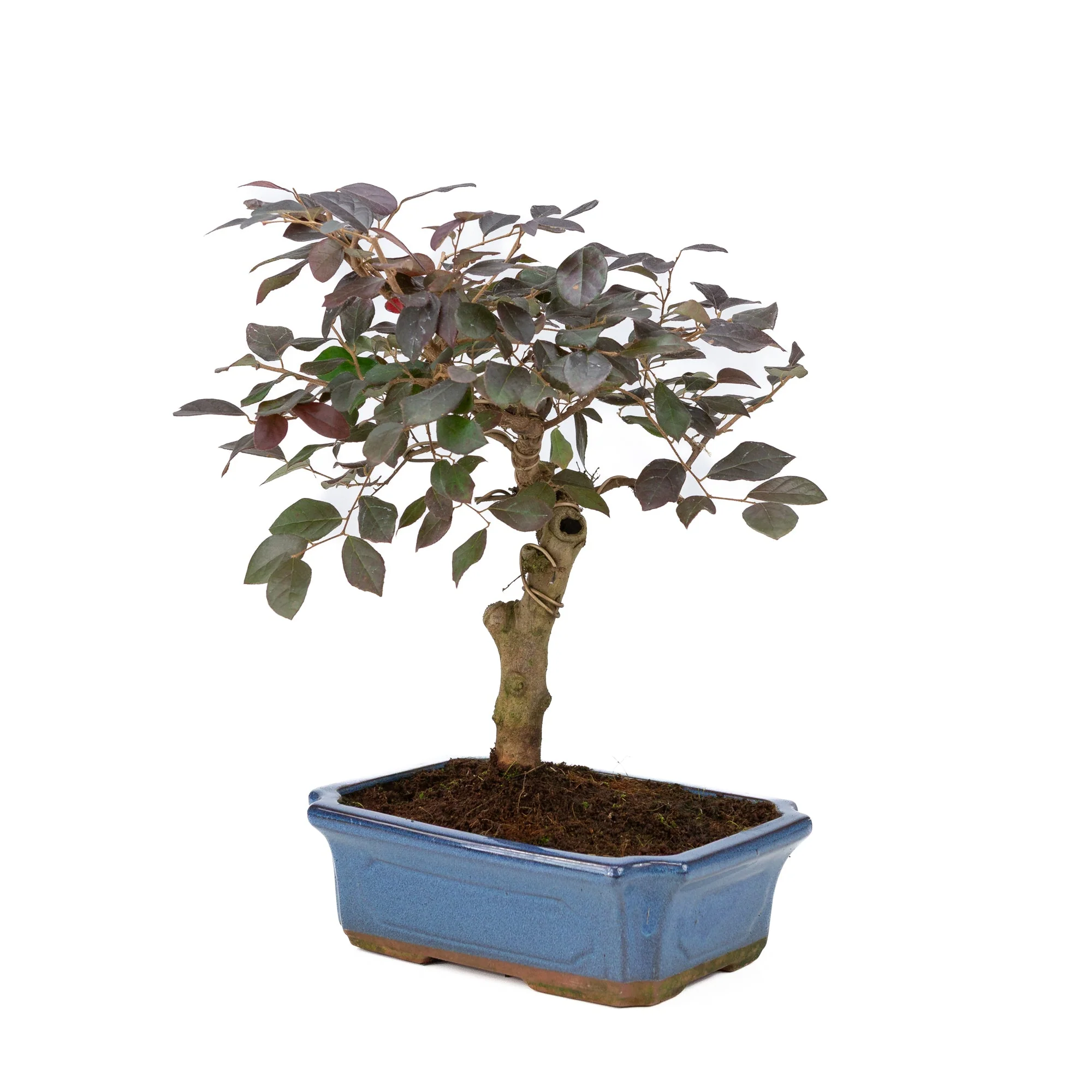 Loropetalum rubra Bonsai in blauwe pot 24cm, hoogte ~40cm - Image 3