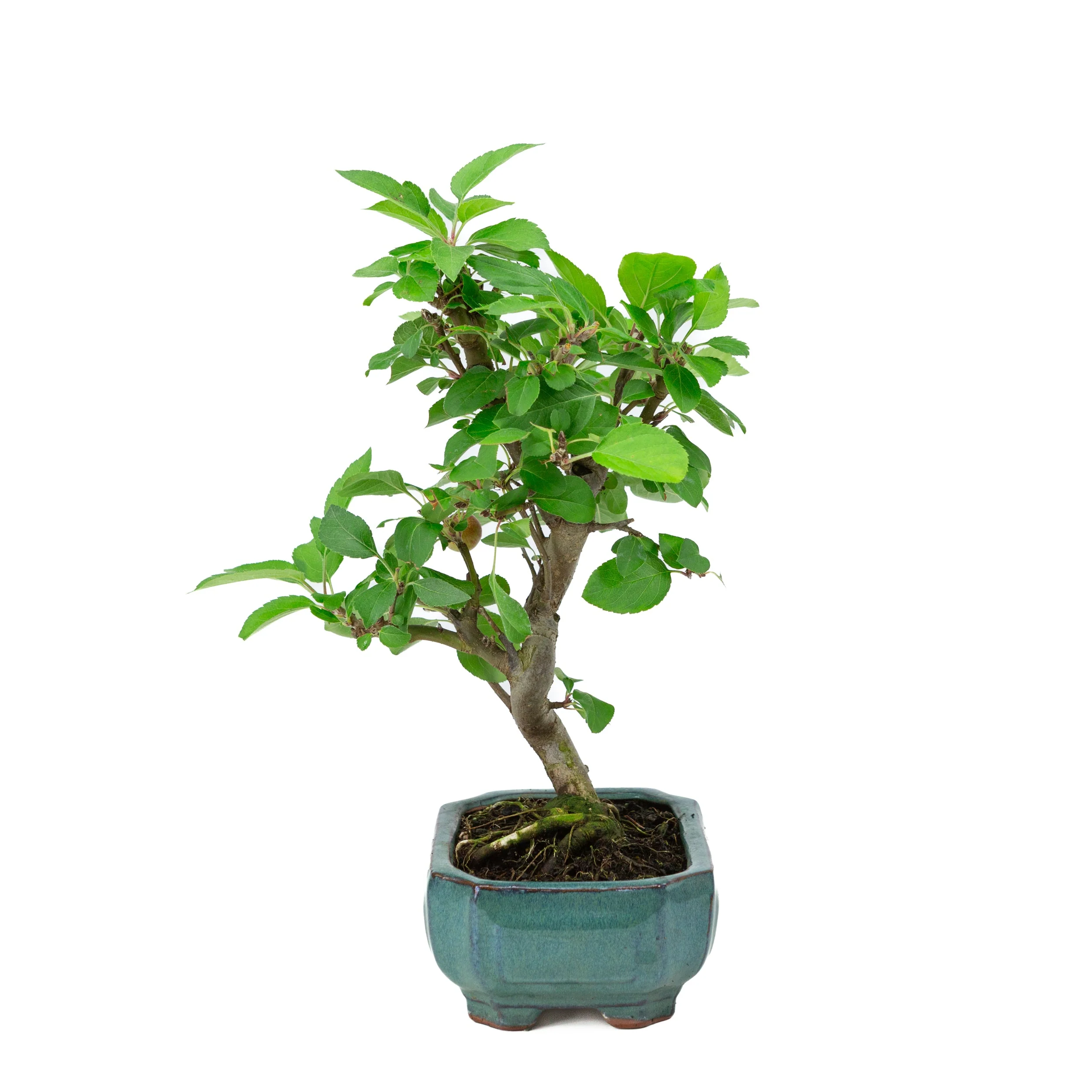 Malus domestica groene rechthoekige pot 16cm, hoogte ~40m - Image 2