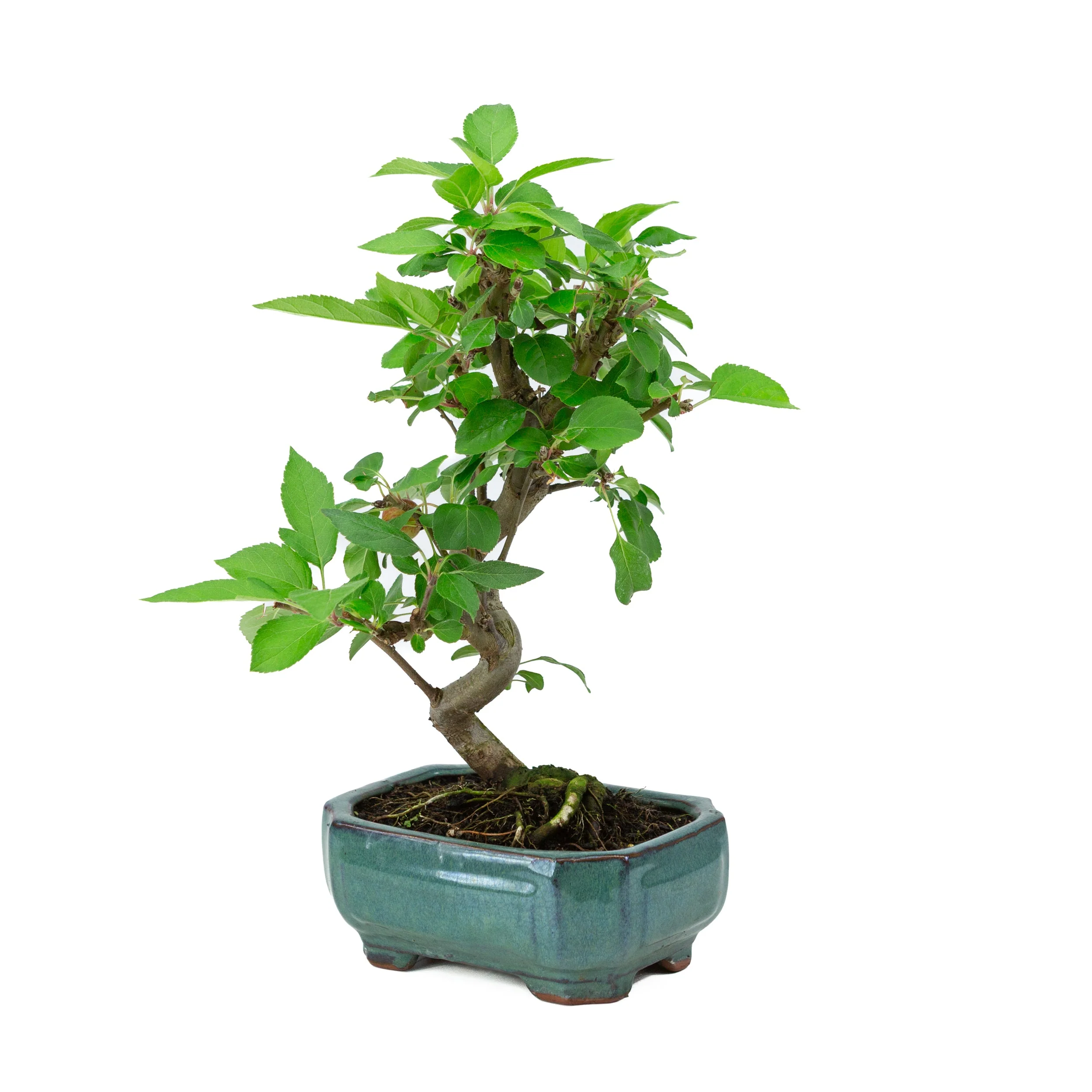 Malus domestica groene rechthoekige pot 16cm, hoogte ~40m - Image 3