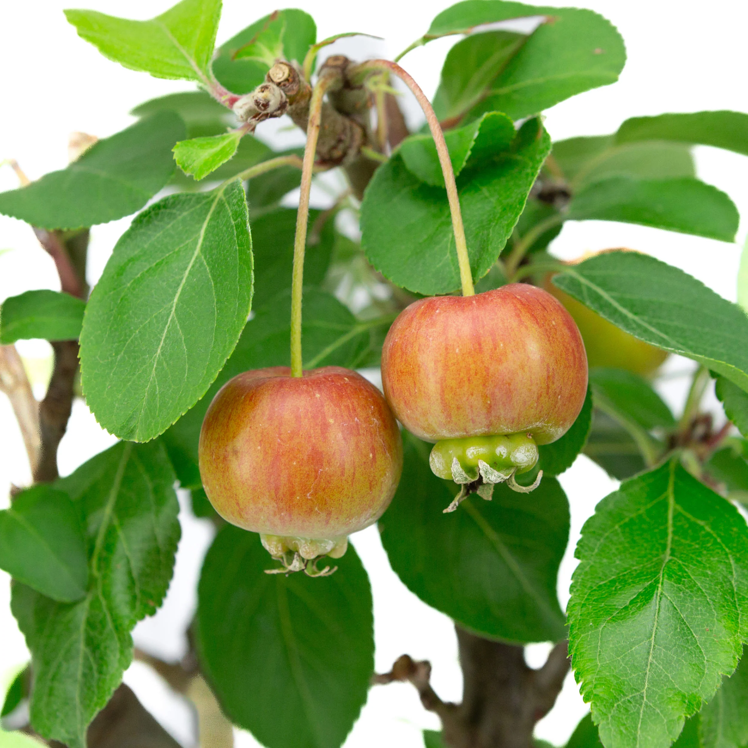 Malus domestica groene rechthoekige pot 16cm, hoogte ~40m - Image 4