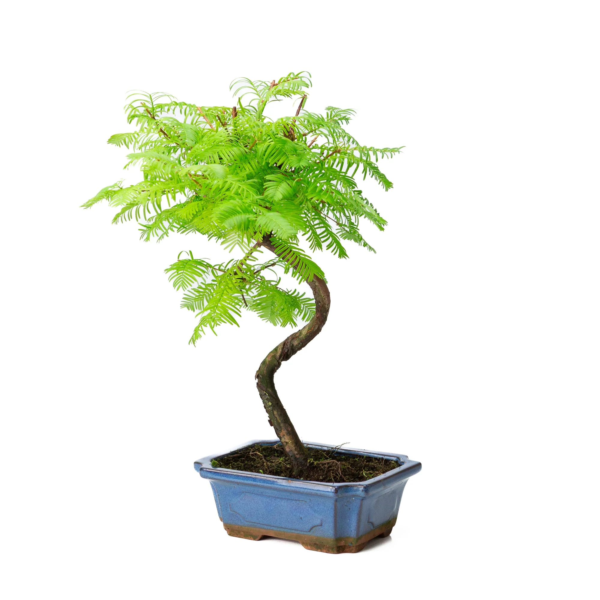 Metasequoia glyptostroboides pot 19cm, hoogte ~40cm - Image 3