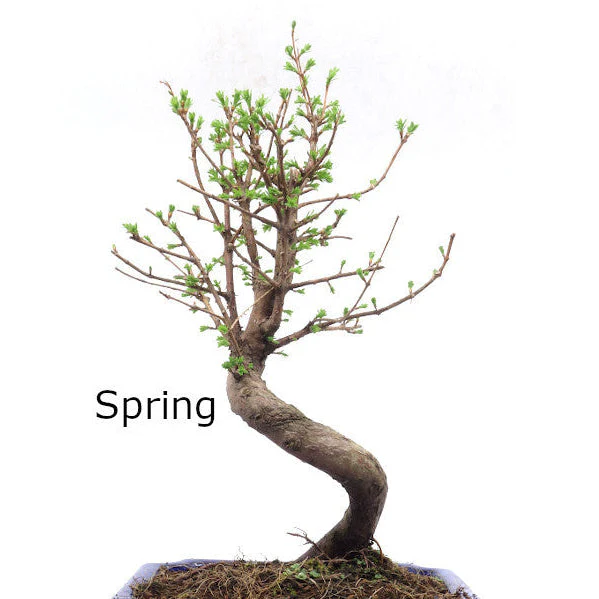 Metasequoia glyptostroboides pot 19cm, hoogte ~40cm - Image 4