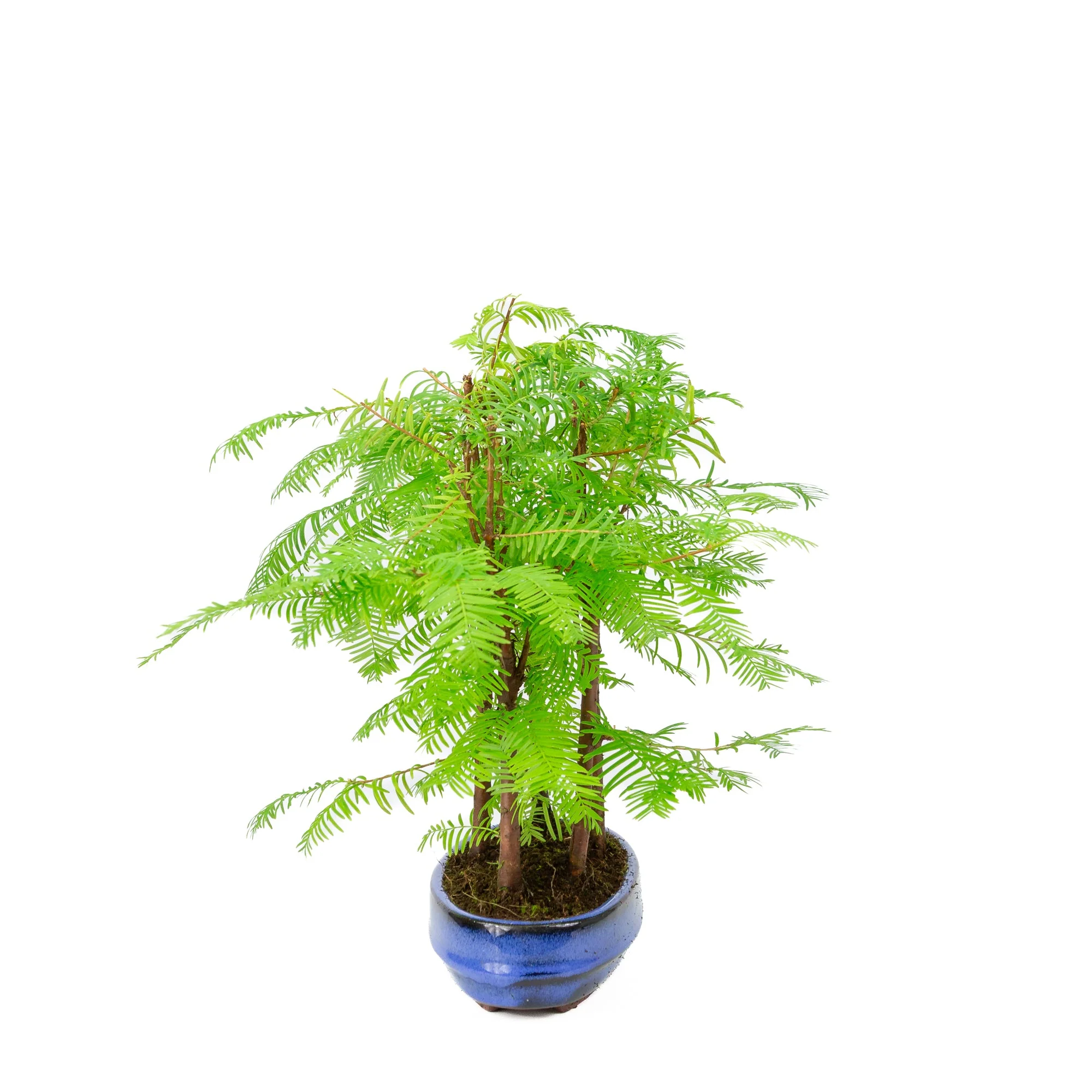 Metasequoia glyptostroboides groep 5 ovale pot 22cm, hoogte ~33cm - Image 2