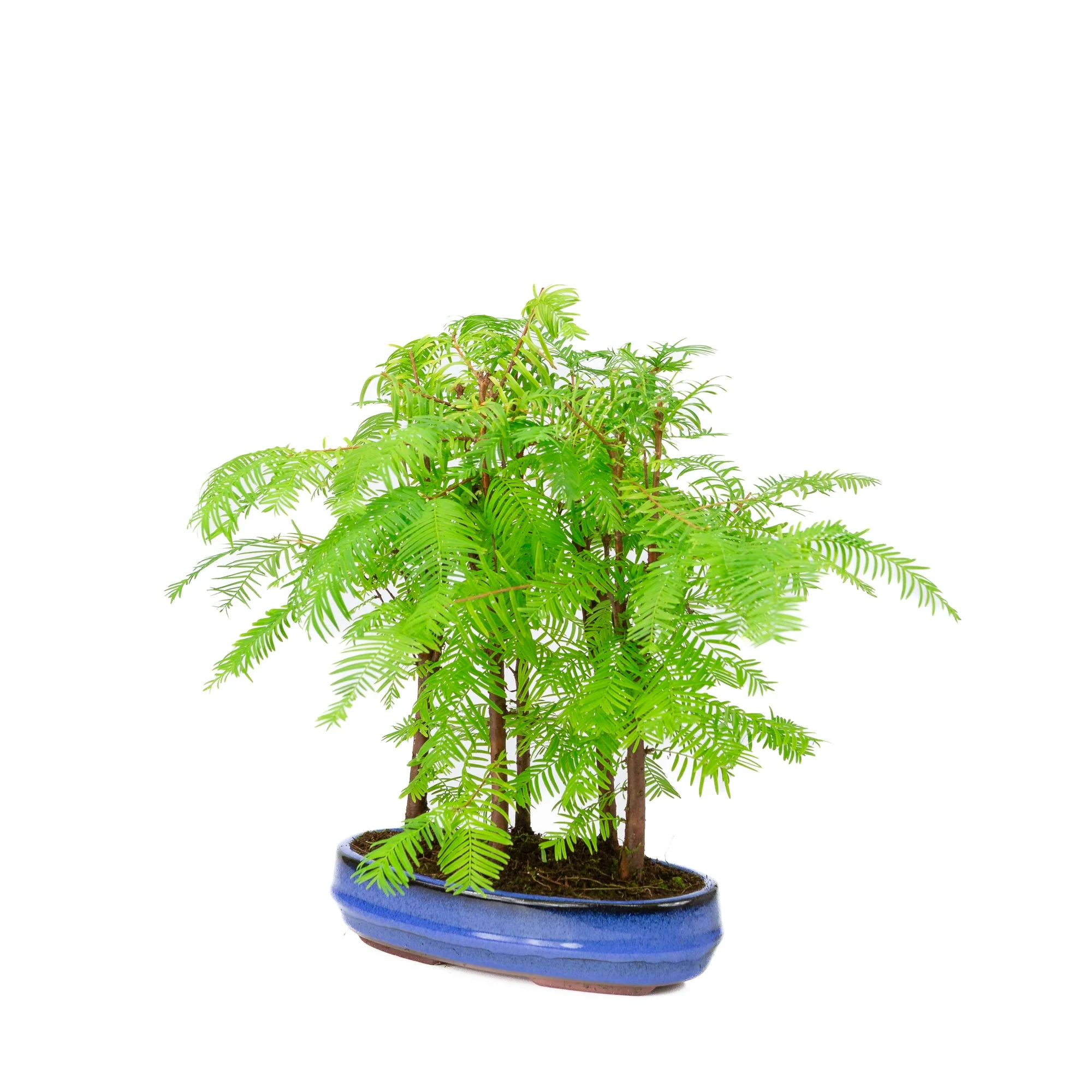 Metasequoia glyptostroboides groep 5 ovale pot 22cm, hoogte ~33cm - Image 3