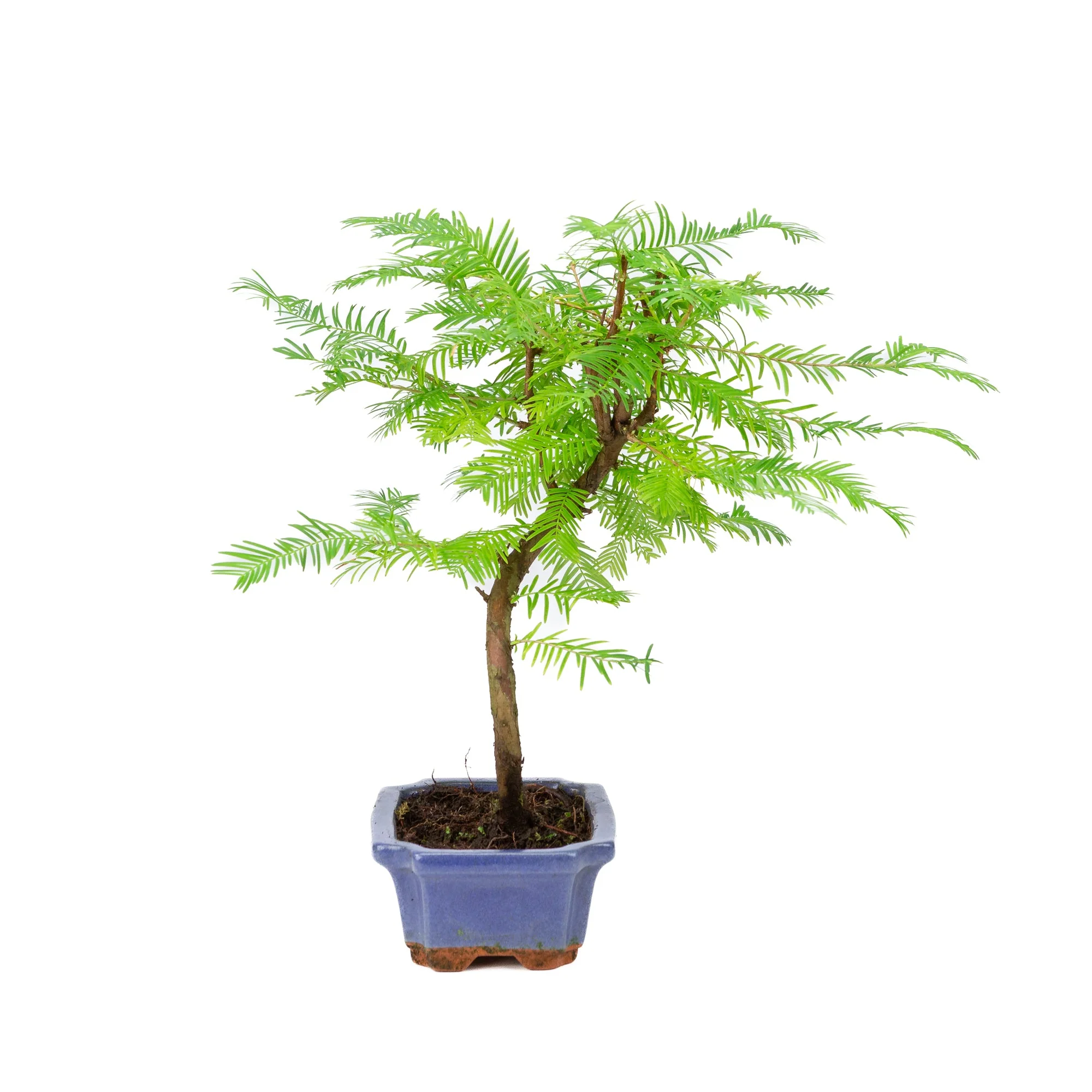 Metasequoia glyptostroboides pot 15cm, hoogte ~35cm - Image 2