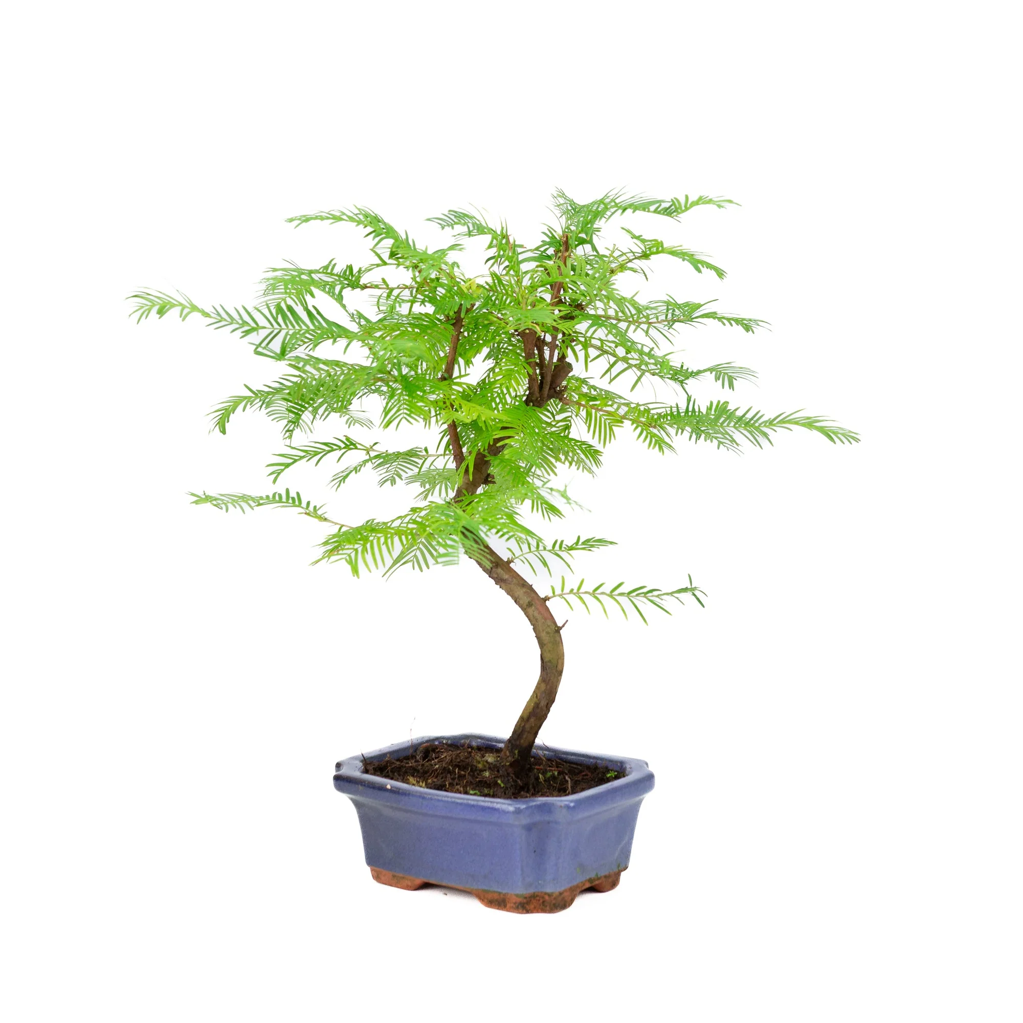 Metasequoia glyptostroboides pot 15cm, hoogte ~35cm - Image 3