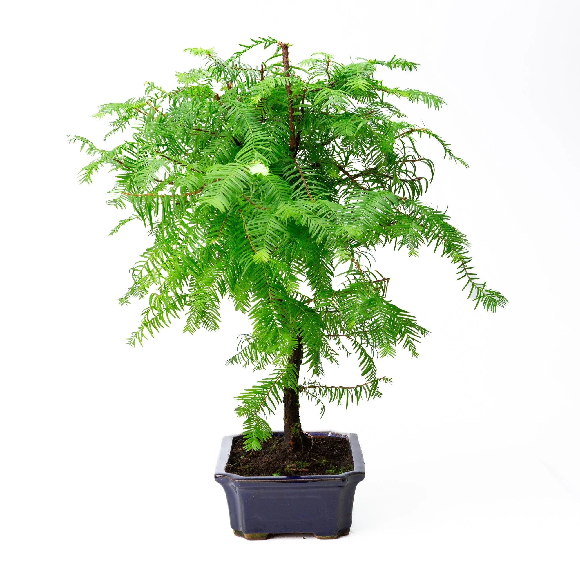 Metasequoia glyptostroboides pot 24cm, hoogte ~53cm - Image 2