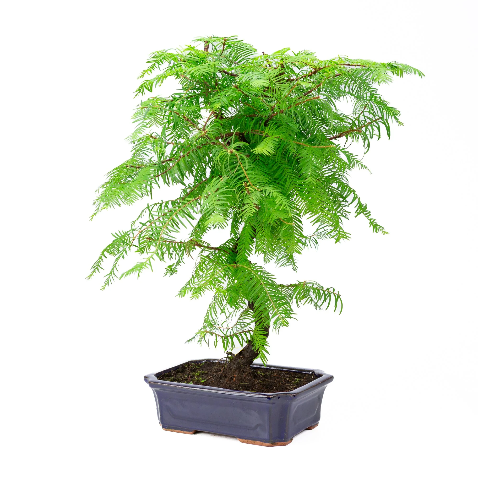 Metasequoia glyptostroboides pot 24cm, hoogte ~53cm - Image 3