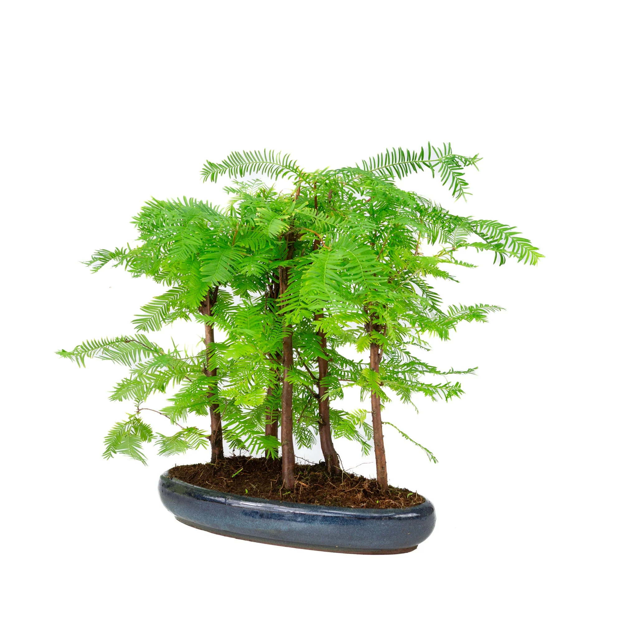 Metasequoia glyptostroboides groep 5 ovale pot 30cm, hoogte ~35cm - Image 3
